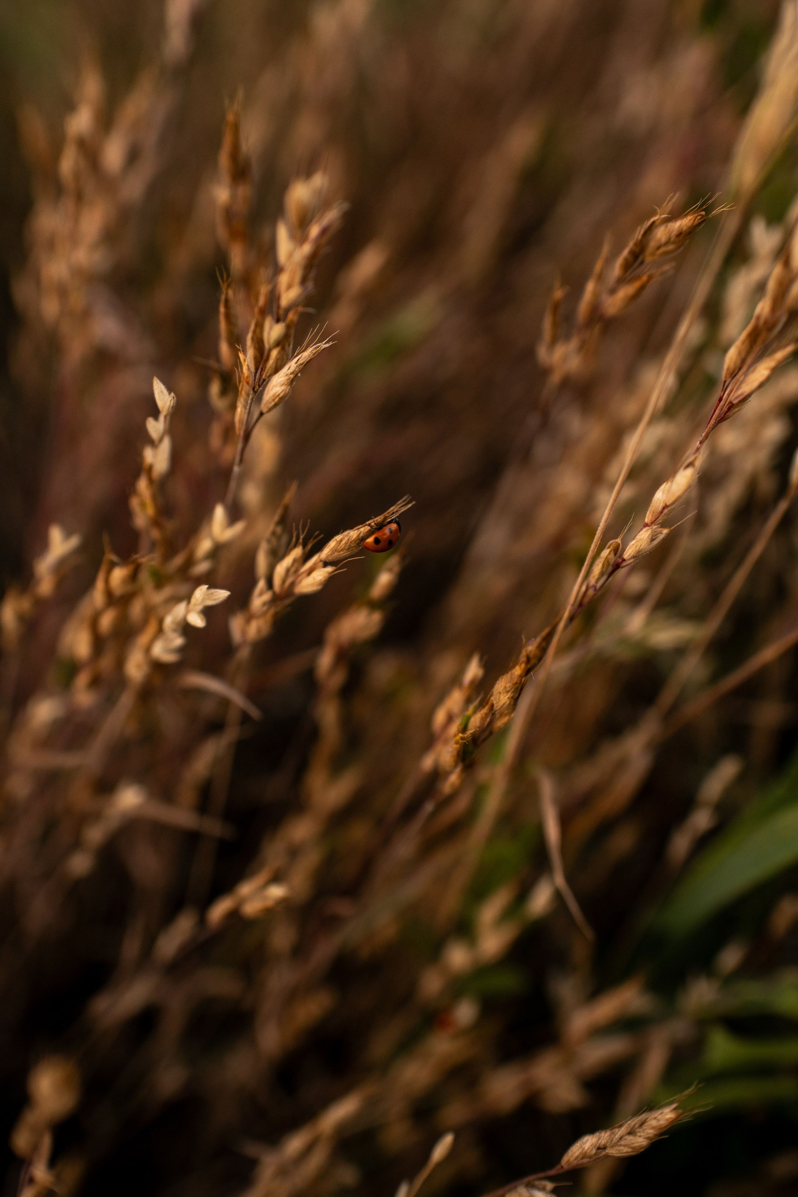 С воздушным змеем. Фотограф в Москве/Зарайске Шахова Марина