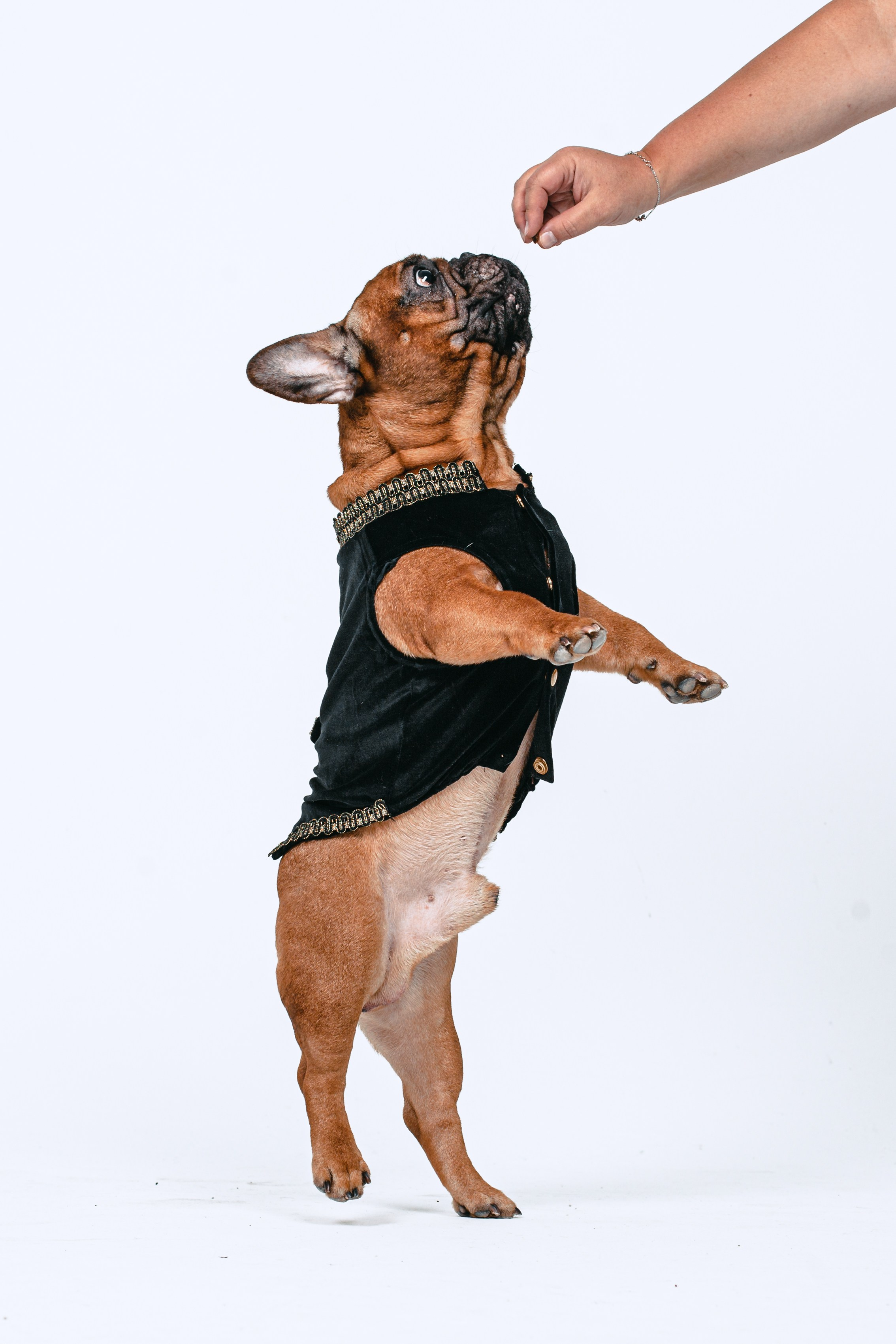 Пижамная вечеринка французских бульдогов и их хозяев. Фотограф-анималист Татьяна Степанова