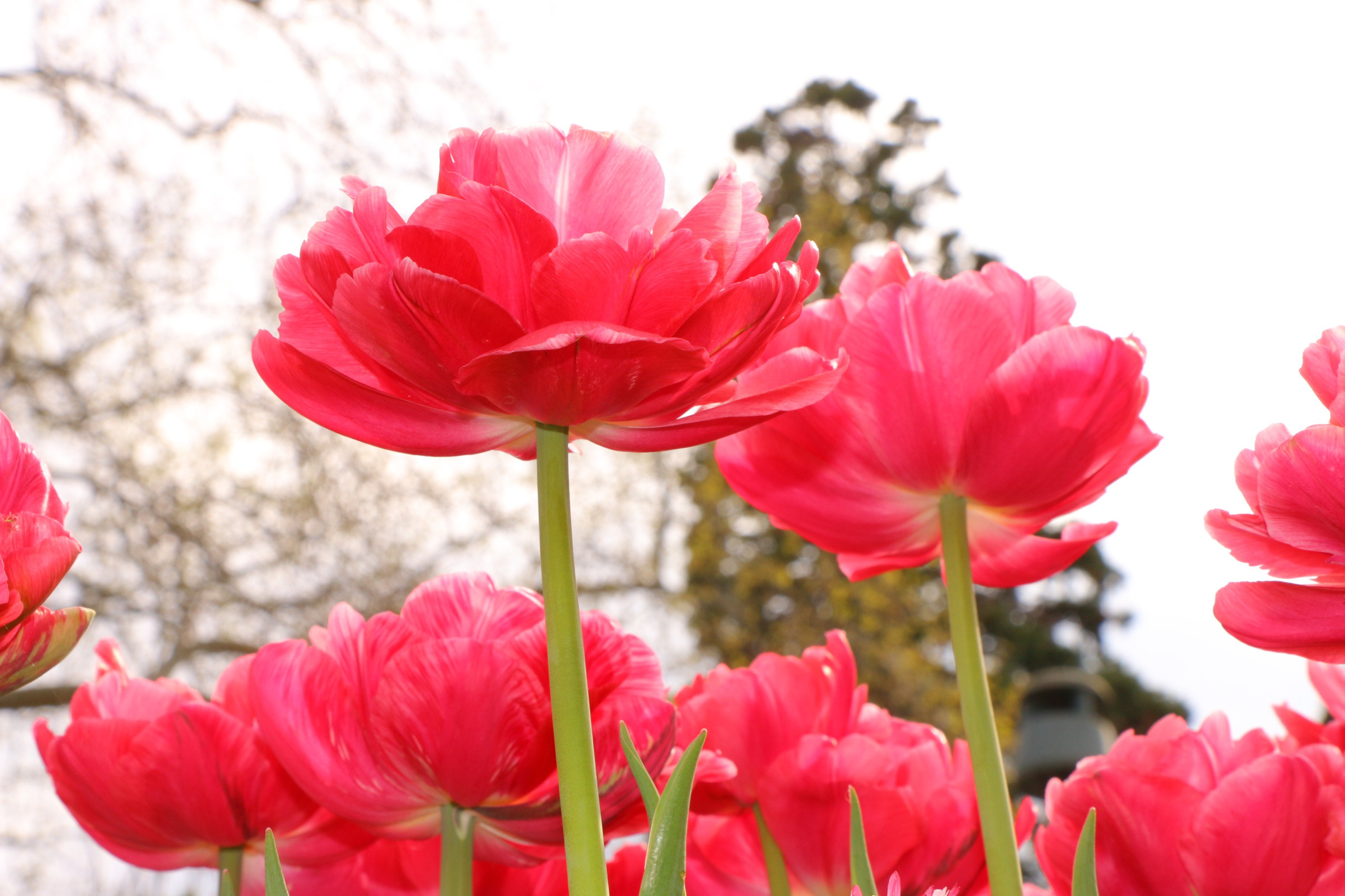 Природа. Семейный и детский фотограф в Ялте Ольга Солерина