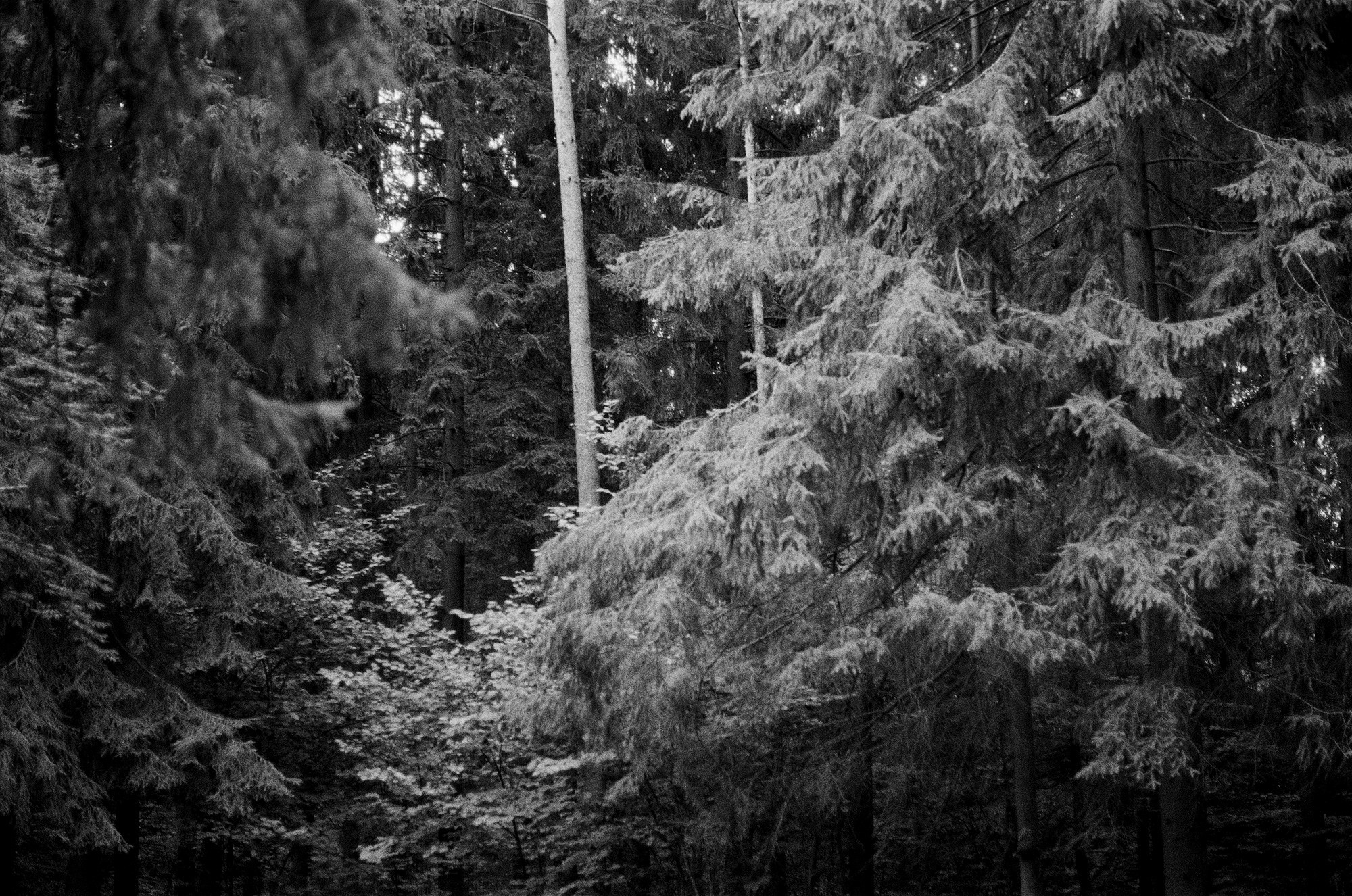 Borovsky Park. Another person Pavel Potseluev. A photographer in 2025