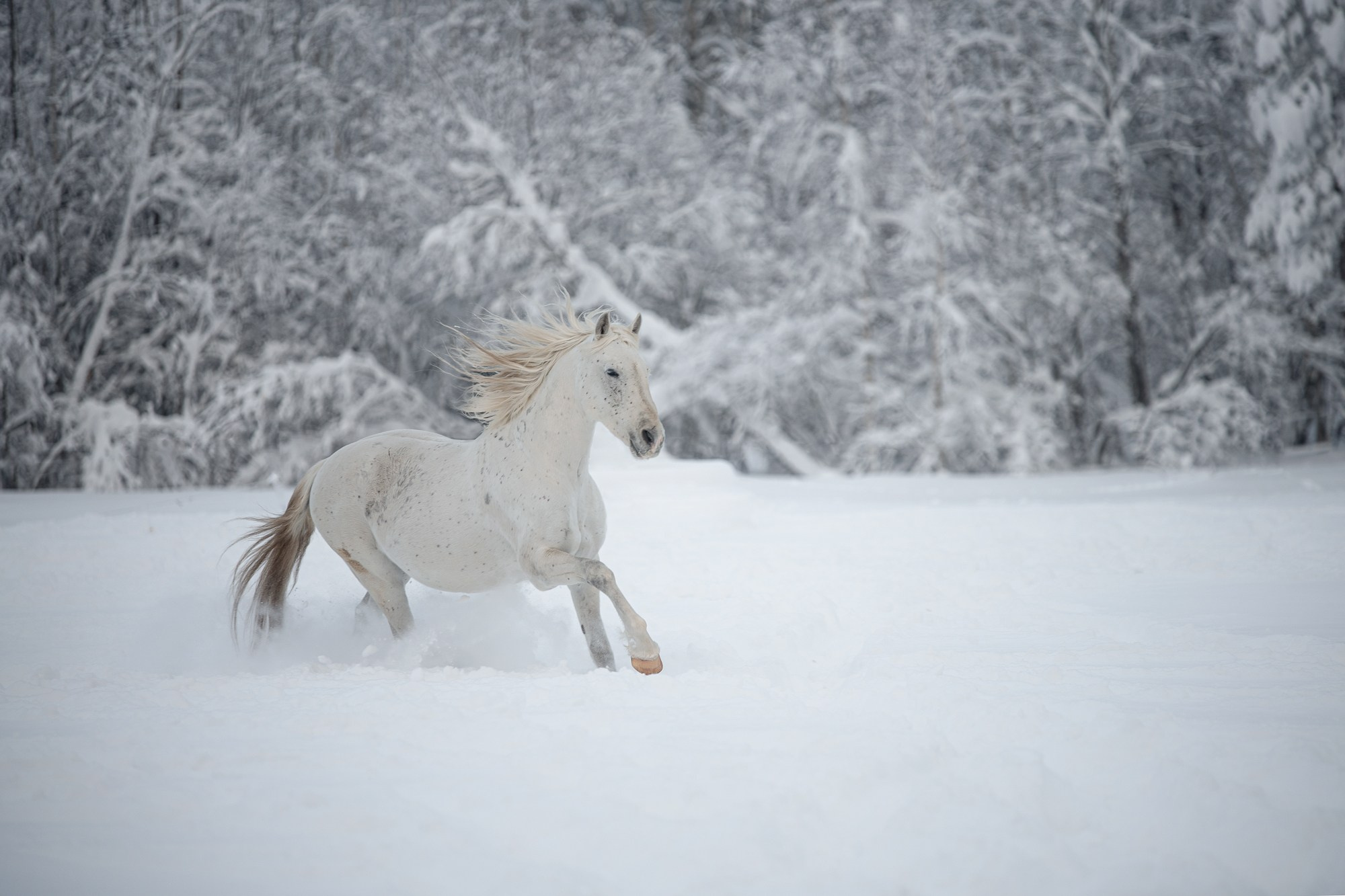 Портрет лошади, лошадь, конь, фото лошади, фотография лошади, конный фотограф, съемка лошадей, фотограф лошадей, конная фотография, конный фотограф, конный фотограф в спб, профессиональный фотограф спб, фотограф спб, ахалтекинец, рысак, спортивная лошадь, конный клуб, фотосессия с лошадьми, тракененская лошадь, зима, лошадь зимой, пейзаж, зимний лес свободные лошади, орловец, орловский рысак, орловская рысистая порода, новый год, новогодняя фотосессия, съемки с лошадьми, фото с лошадью, пони, шетленд, шетлендский пони