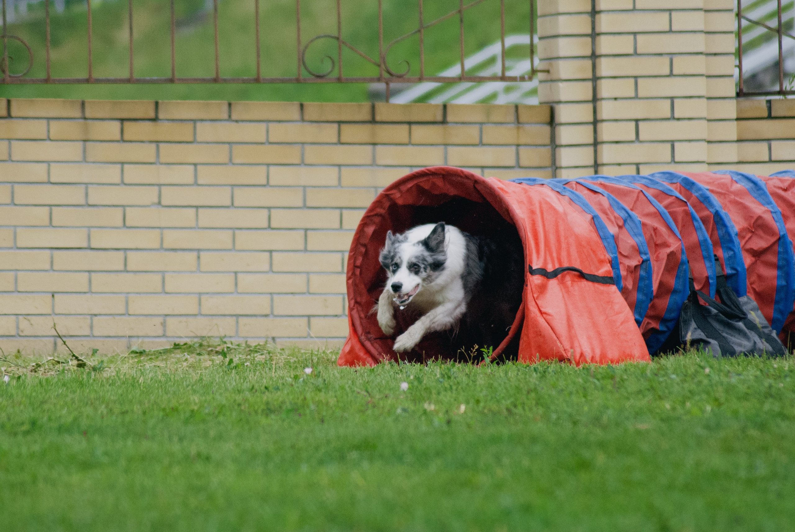 Аджилити. Фотограф в Тюмени Лизавета Сапицкая
