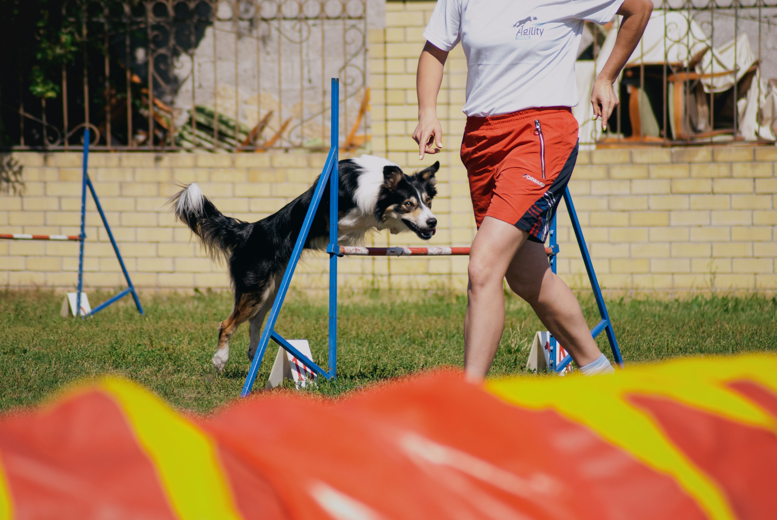 Аджилити. Фотограф в Тюмени Лизавета Сапицкая