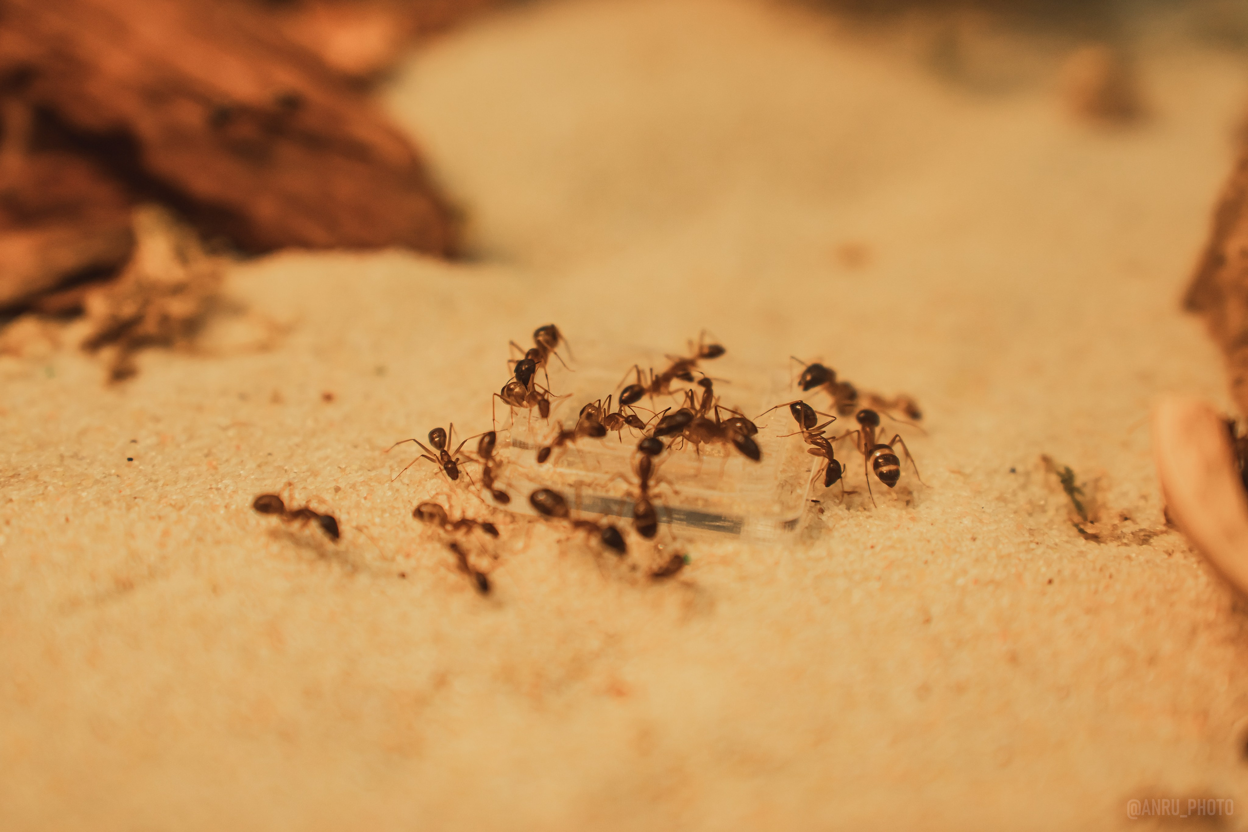 Fox Family fest. Репортажный фотограф Анастасия Рубцова
