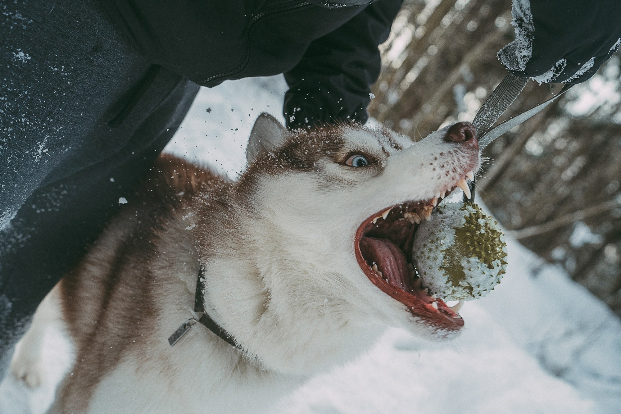 Полина, Уго и Пышка. Фотограф анималист в Москве и Санкт-Петербурге Свиридова Анна