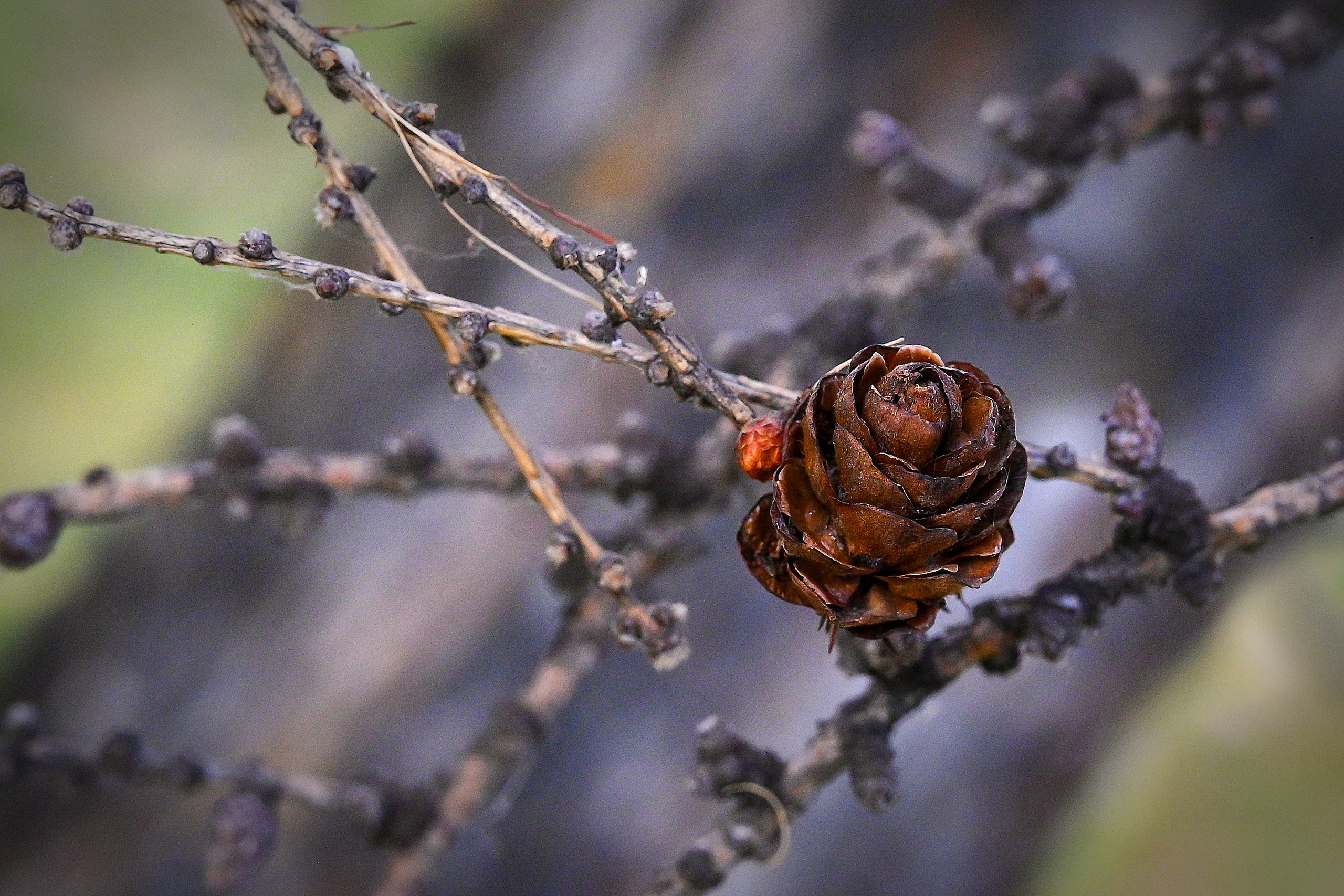 Осень. FotoGraf