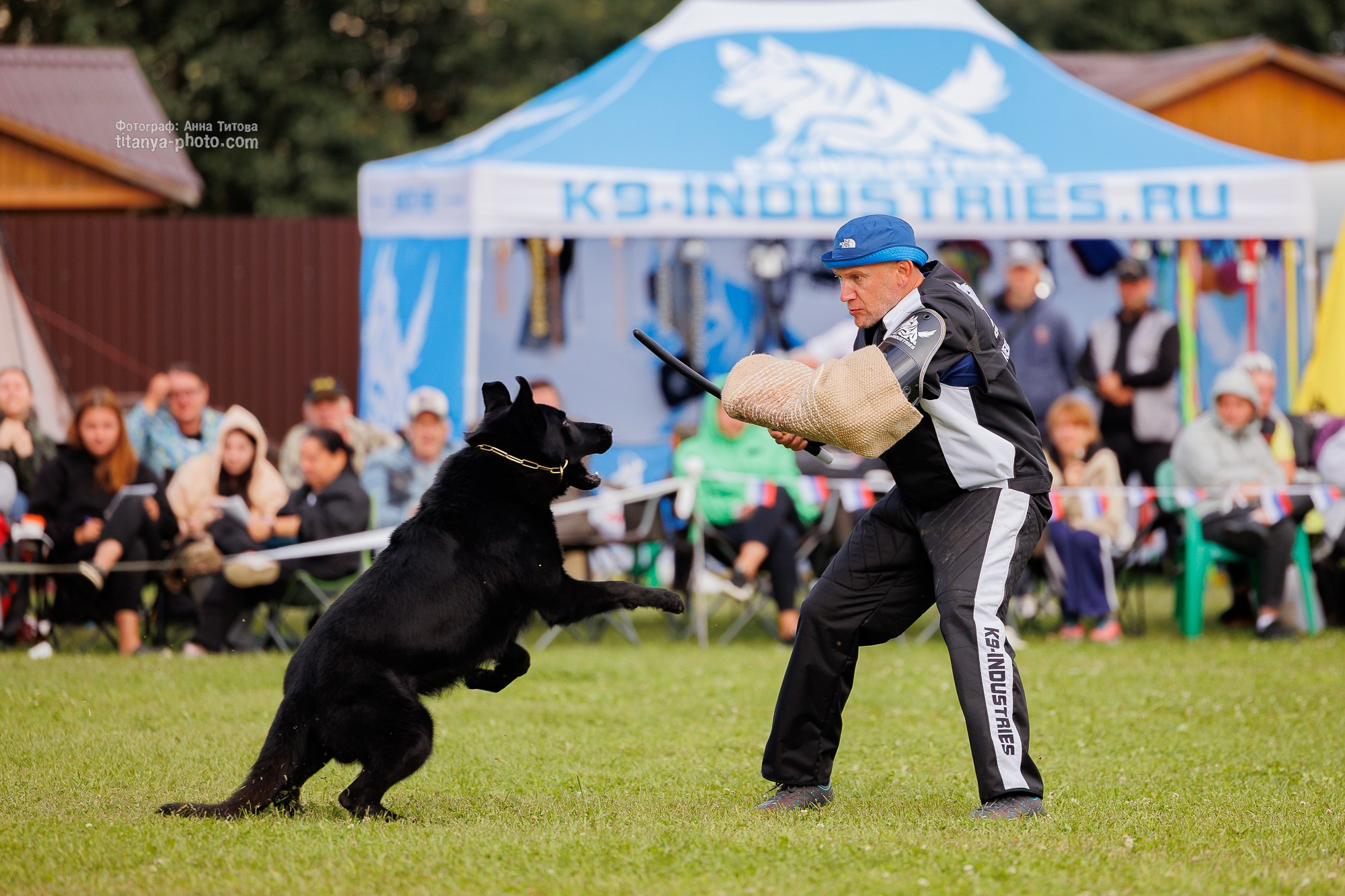 Немецкие овчарки: фото из рингов и вне ринга, мутпроба (фотографии с выставок). Фотограф собак, фотограф-анималист Аня Титова (Titanya). Москва