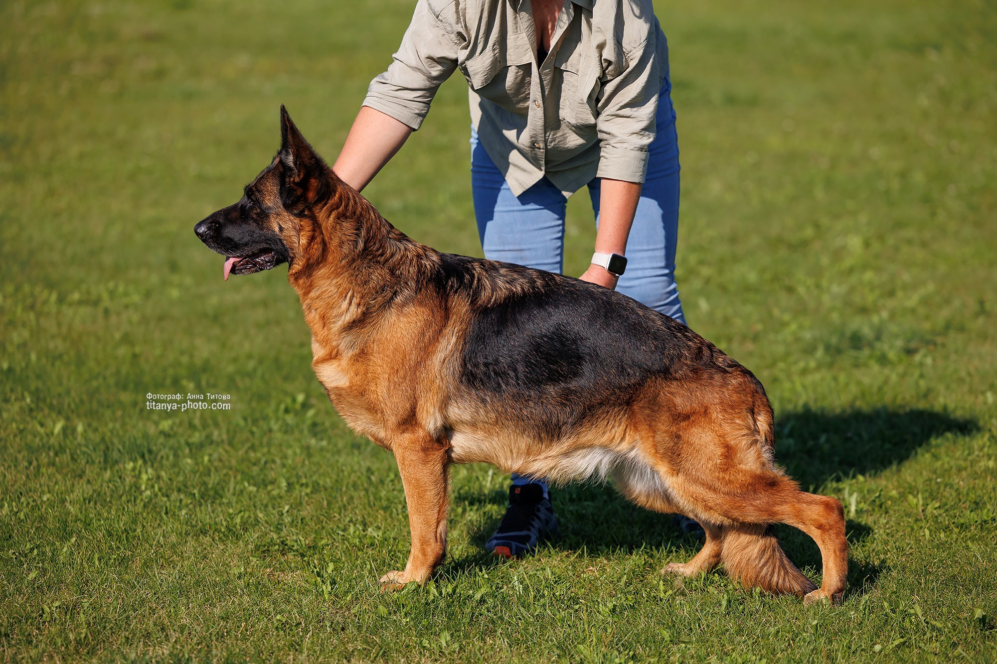 Экстерьерная фотосъёмка немецких овчарок. Фотограф собак, фотограф-анималист Аня Титова (Titanya). Москва