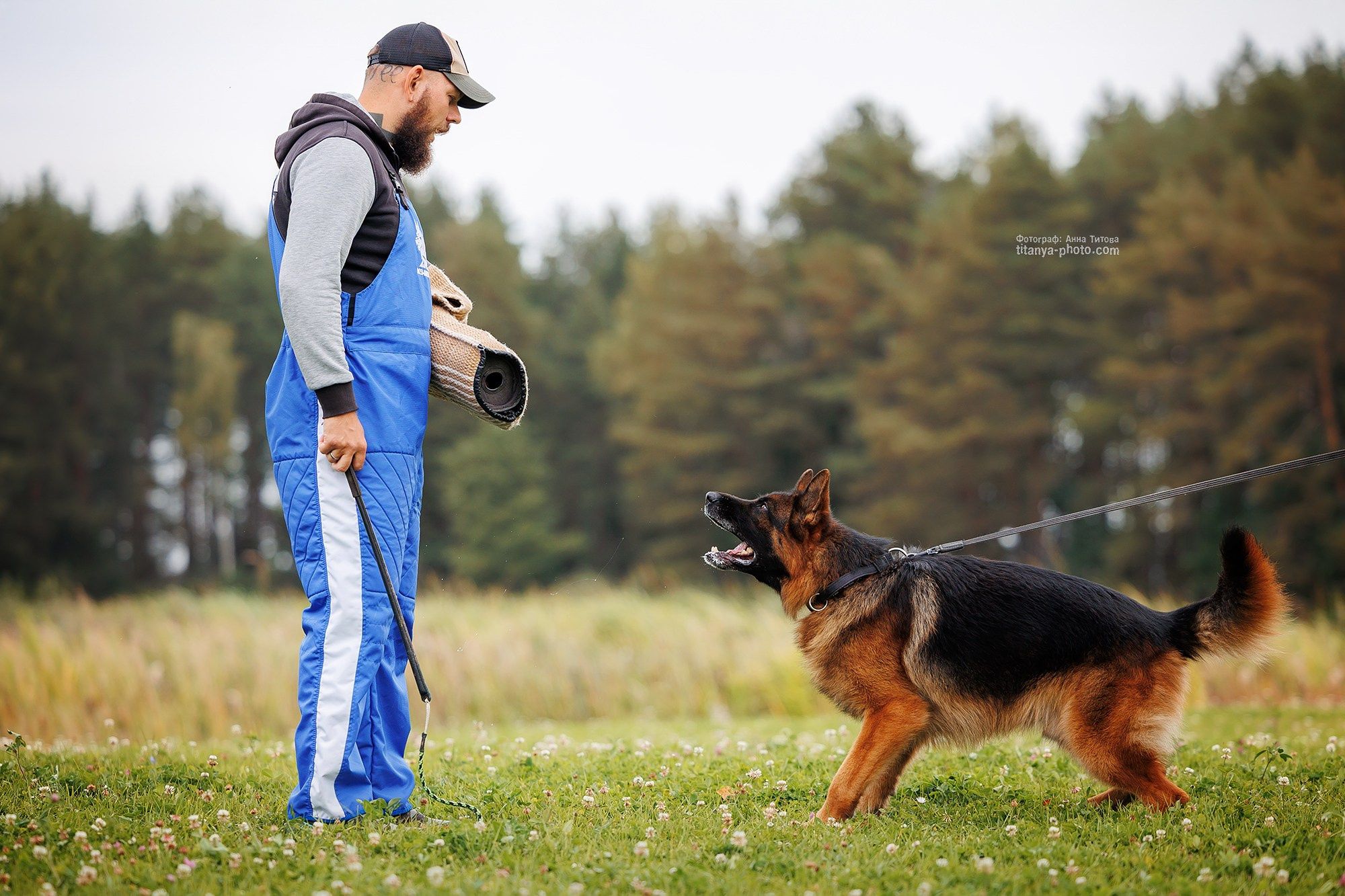Тренировка по защите в питомнике немецких овчарок «Легенда Волги». Фотограф собак, фотограф-анималист Аня Титова (Titanya). Москва