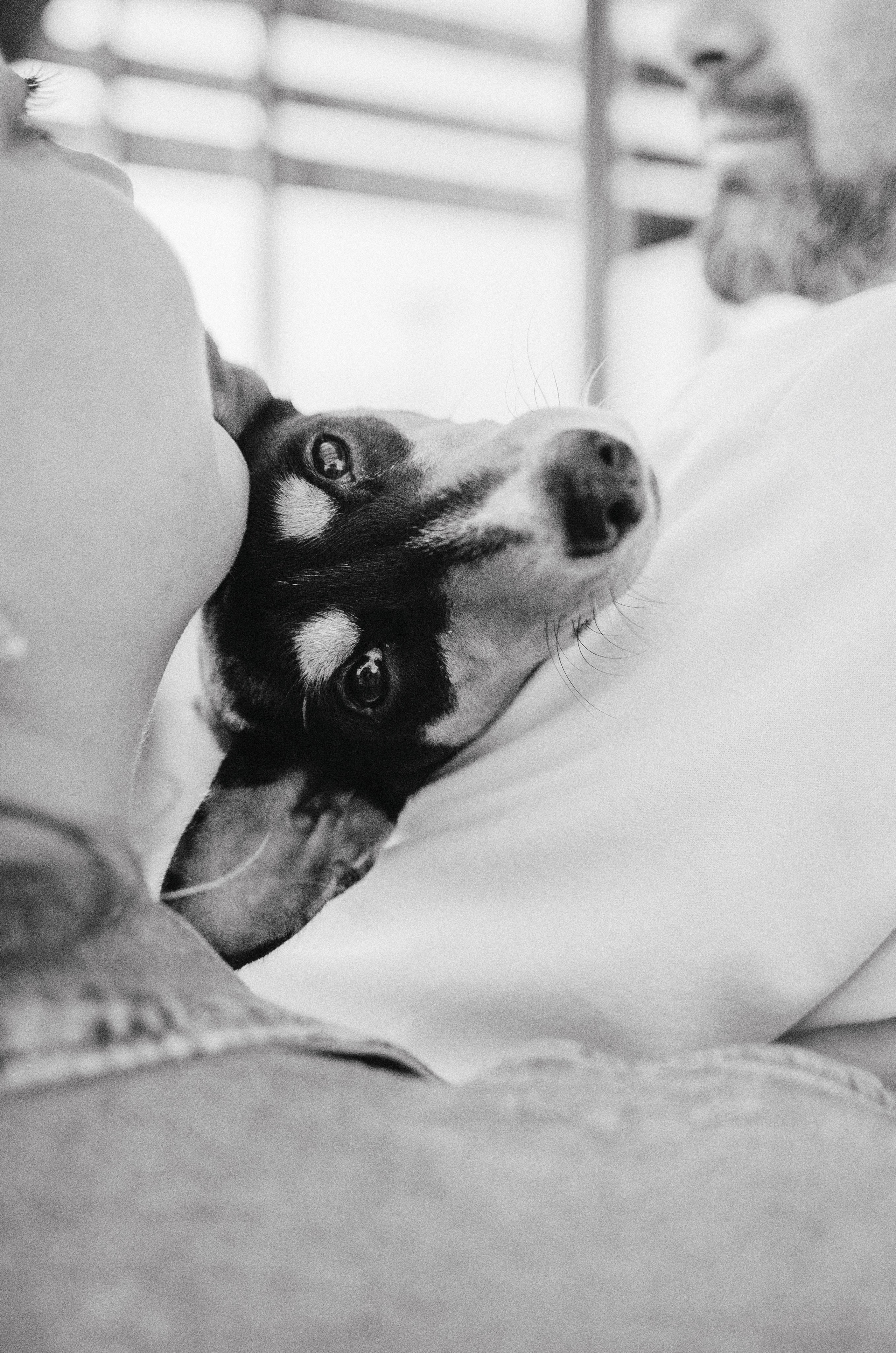 Лена, Никита и Эсма. Фотограф-анималист Богданова Полина