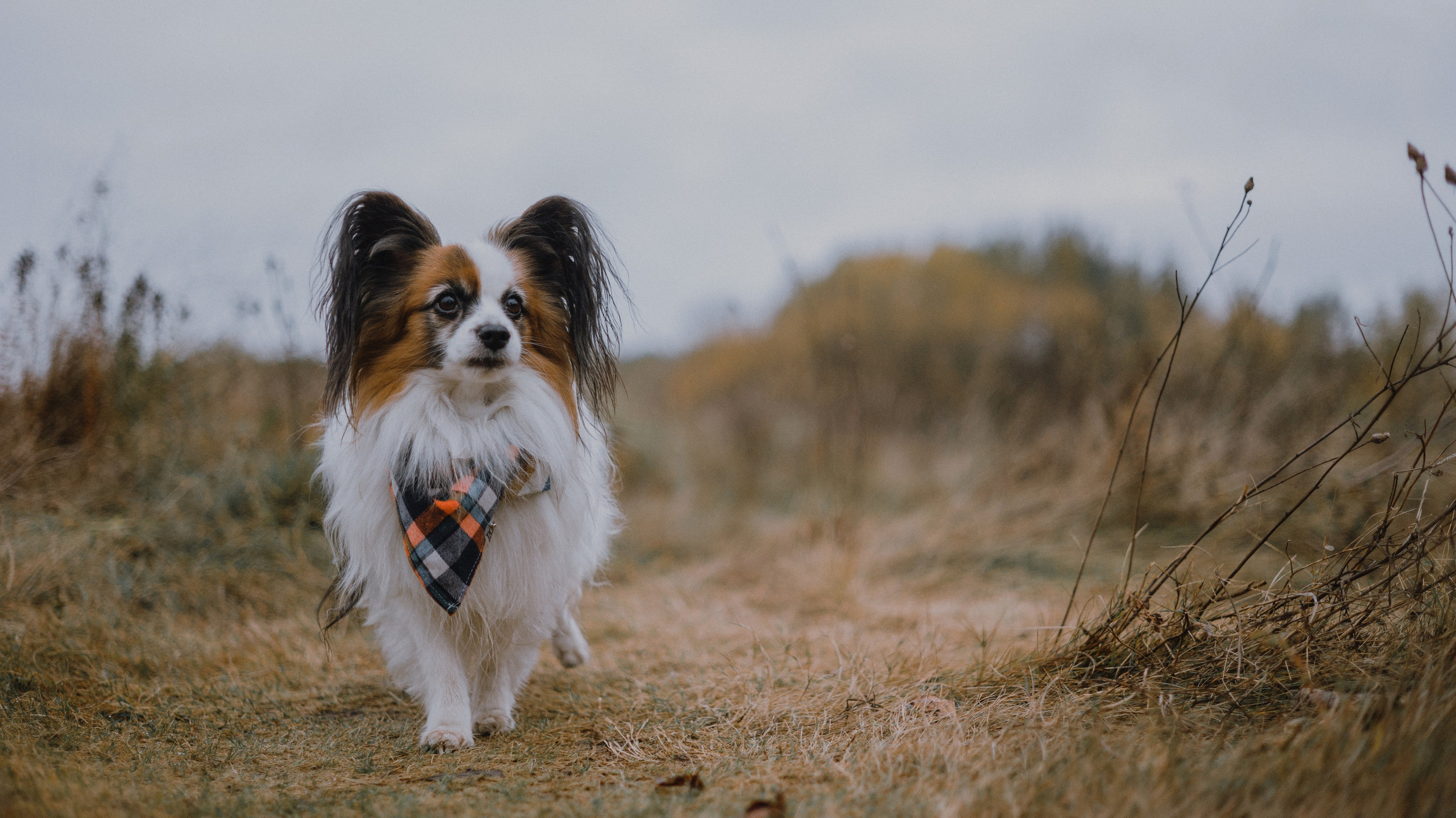 Маша, Катя, Астрид и Мася. Фотограф-анималист Богданова Полина