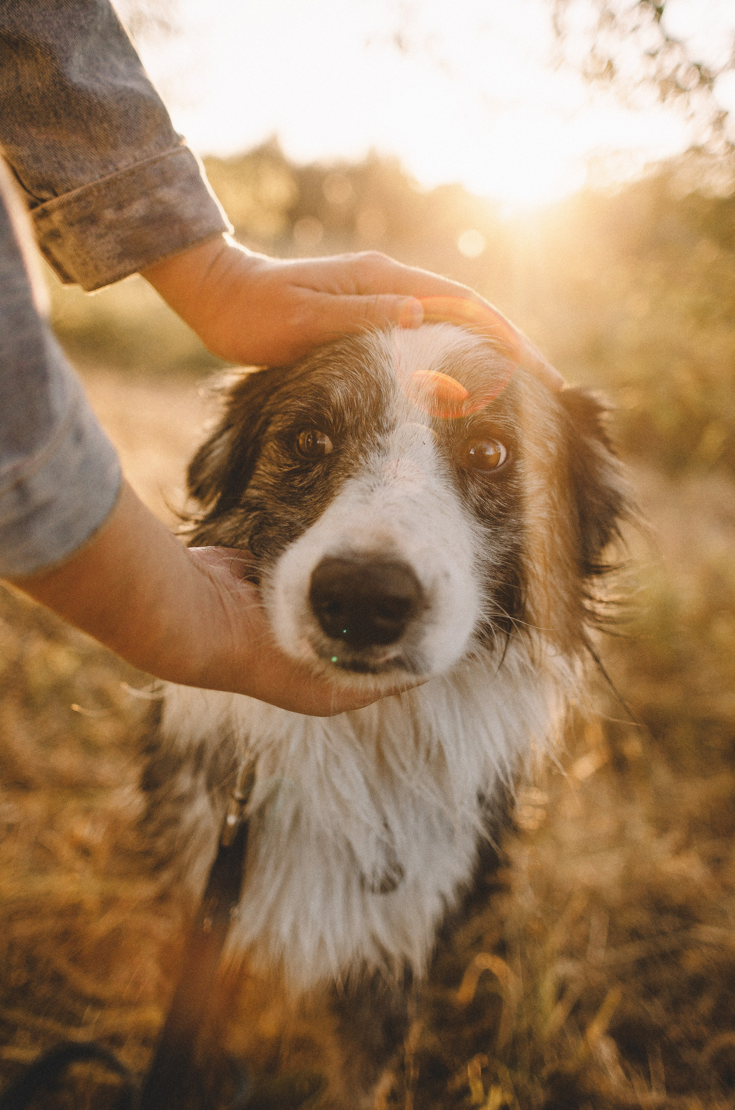 Таня и Бриллиант. Фотограф-анималист Богданова Полина