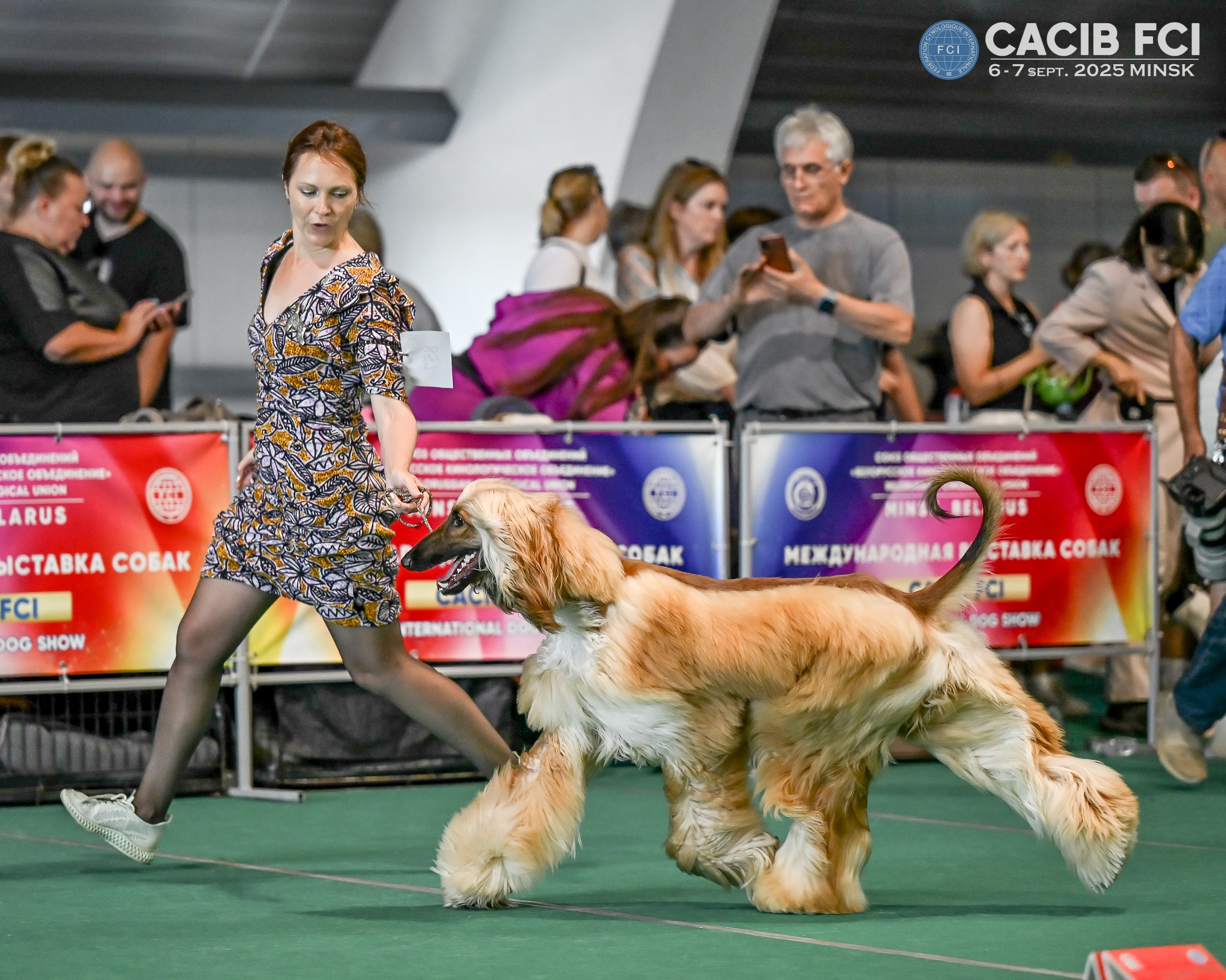 06-07.09.25 Международная выставка собак, Минск, CACIB, FCI. Галерея фотографий афганской борзой