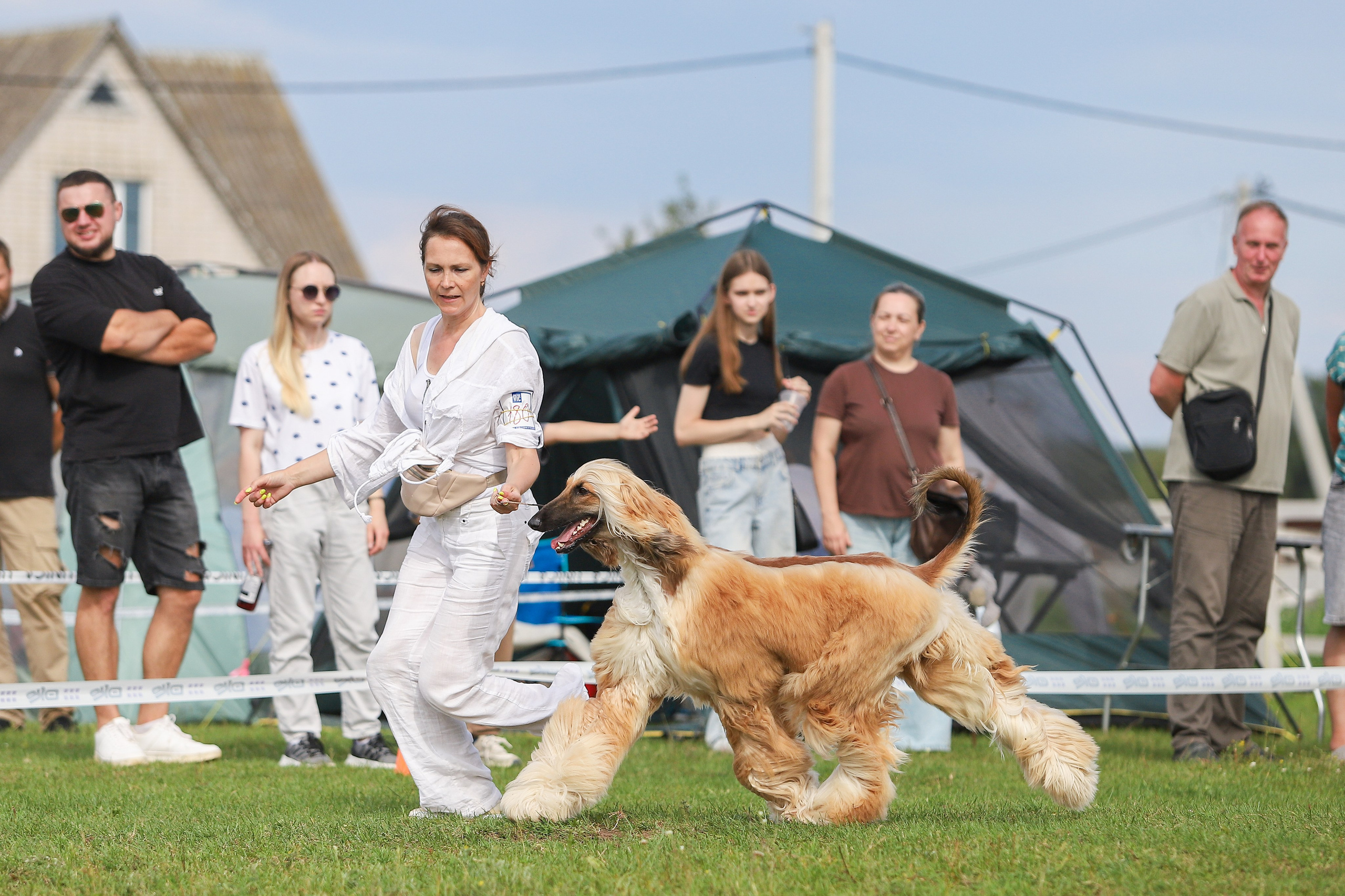 Республиканская выставка собак всех пород. Галерея фотографий афганской борзой