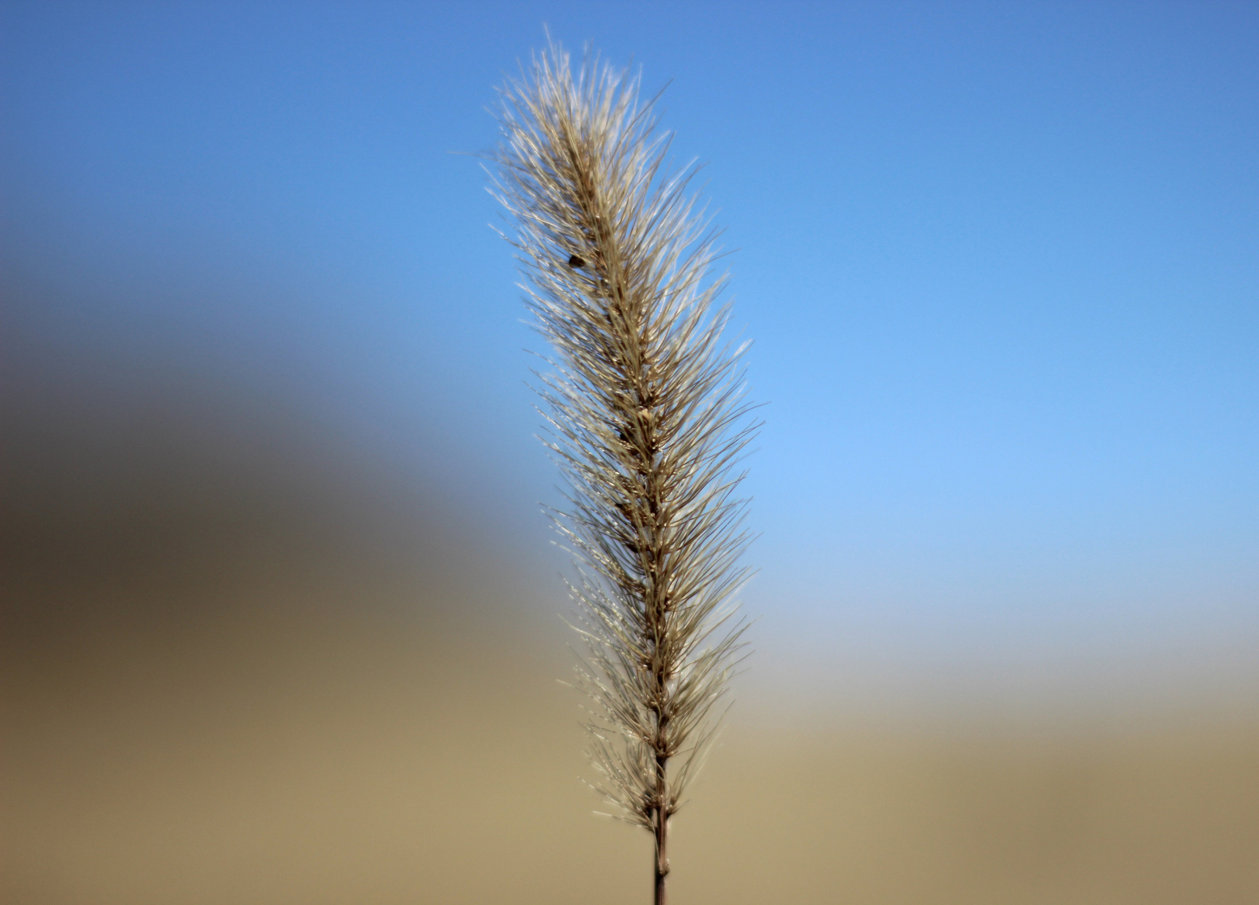 Природа. Фотограф Юлия Левандовская, п.Ясногорск