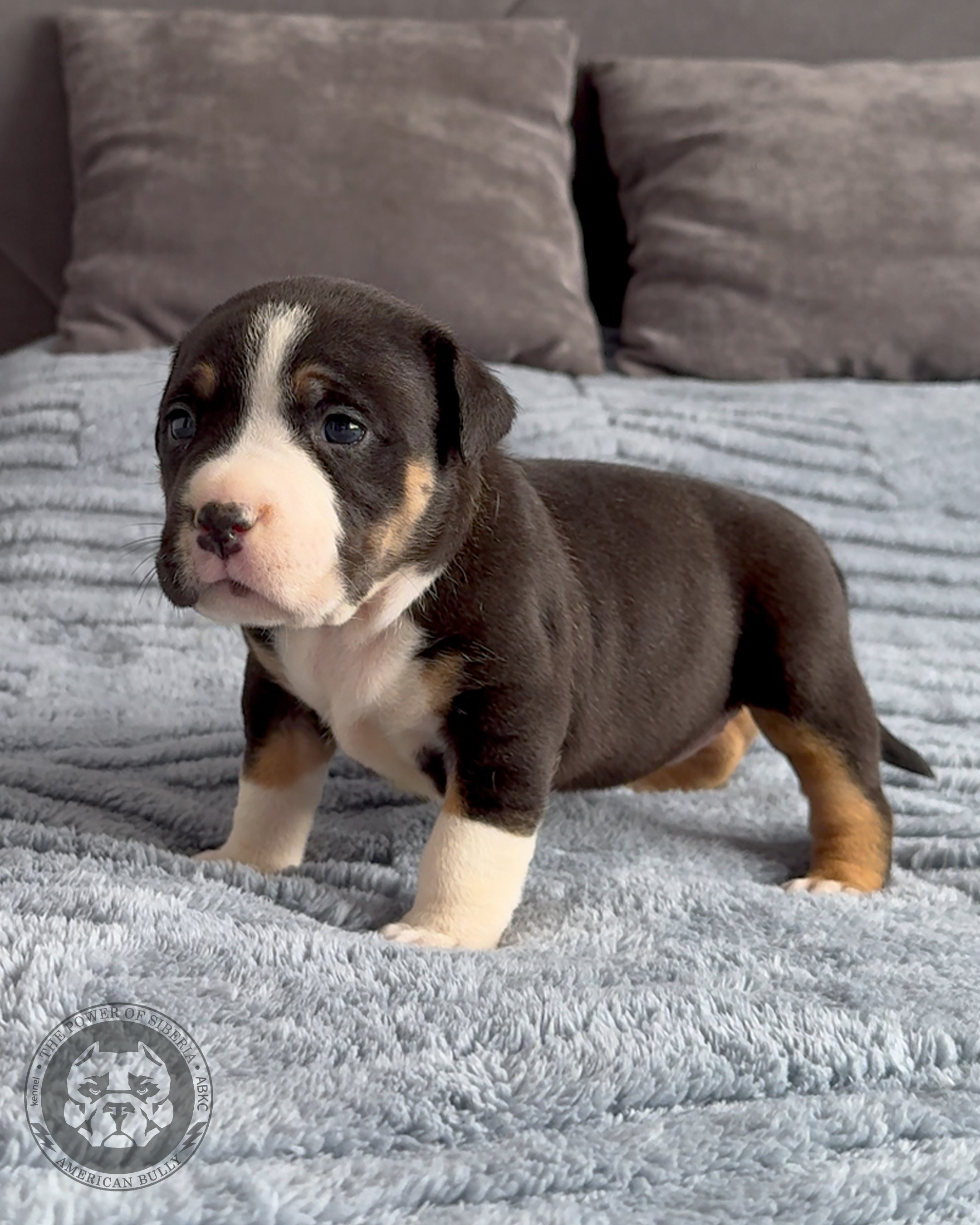 Свободные щенки Американский Булли стандарт и Свободные щенки Американский Булли классик. Американский Булли в г. Ростов-на-Дону. Питомник THE POWER OF SIBERIA