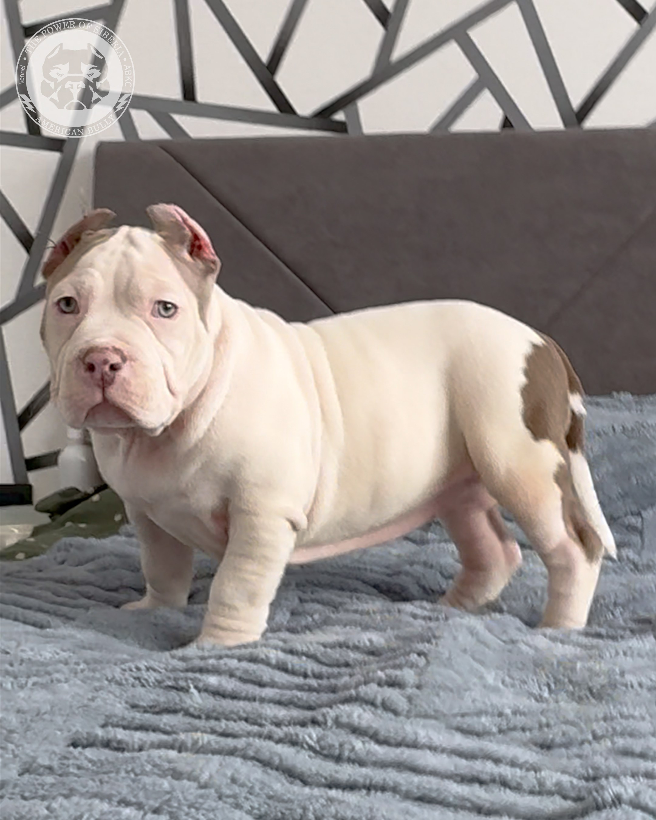 29.12.25-Терри-Локо. Американский Булли в г. Ростов-на-Дону. Питомник THE POWER OF SIBERIA