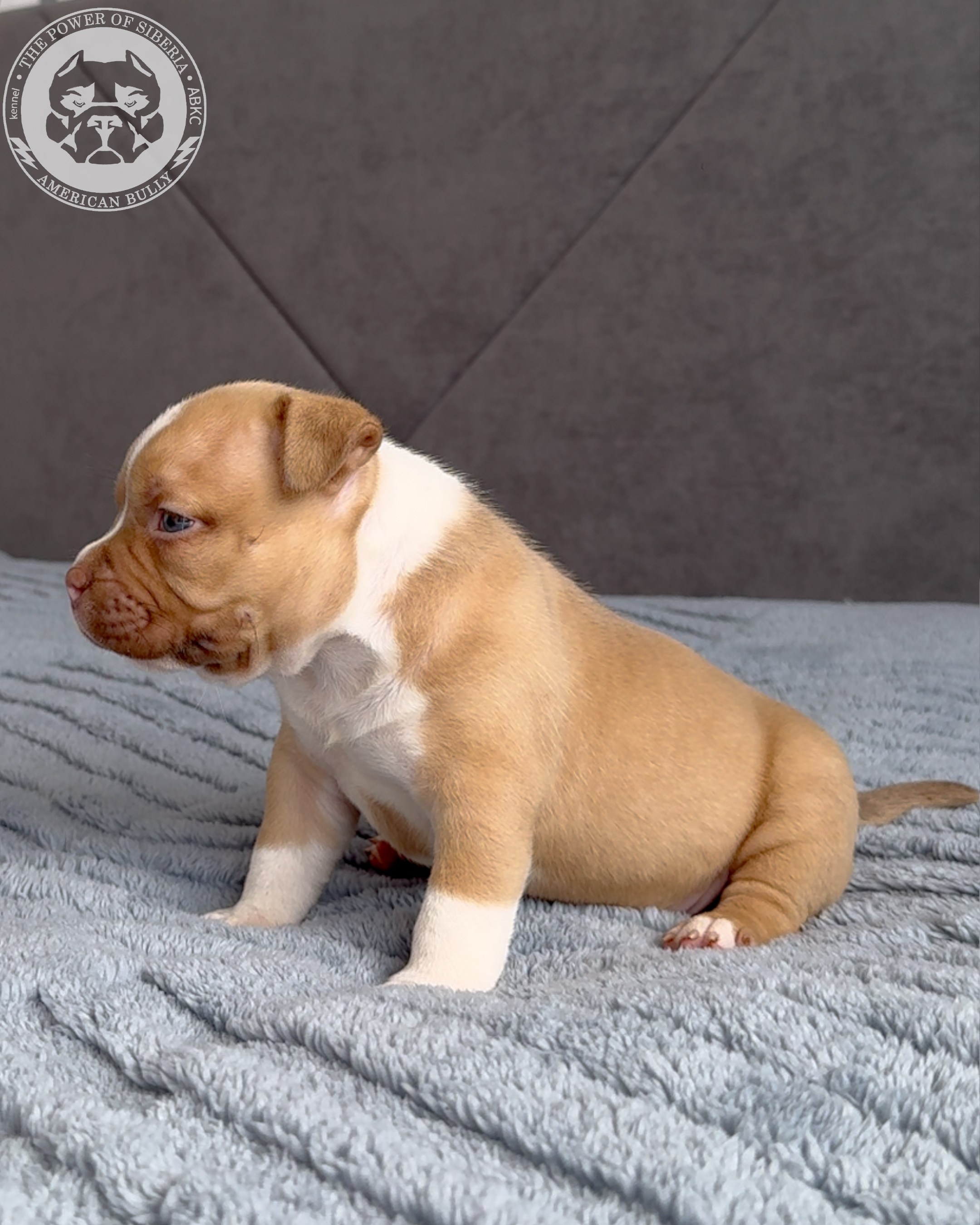 21.02.26-Мила-Турук. Американский Булли в г. Ростов-на-Дону. Питомник THE POWER OF SIBERIA