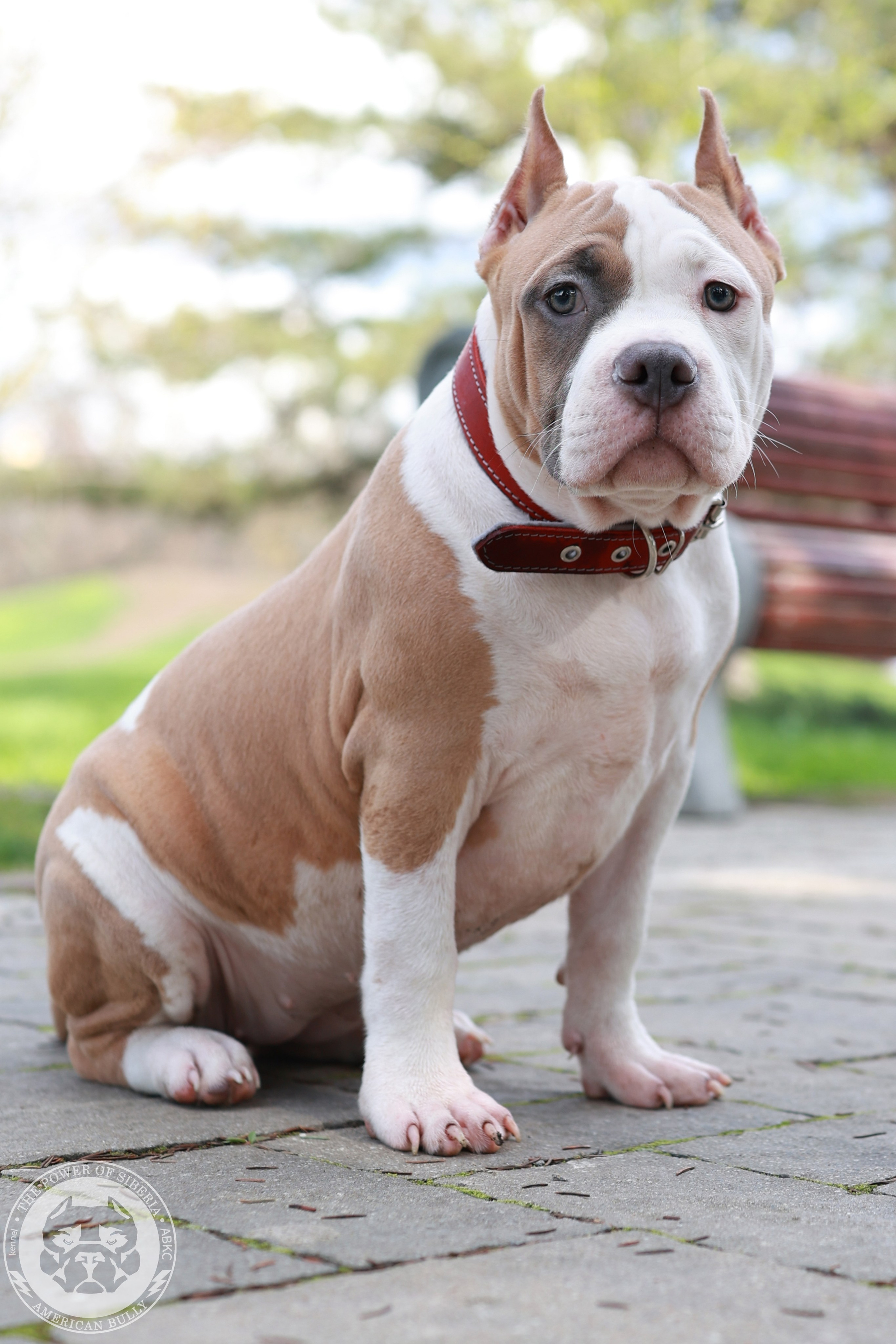 13.12.25-Мия-Турук. Американский Булли в г. Ростов-на-Дону. Питомник THE POWER OF SIBERIA