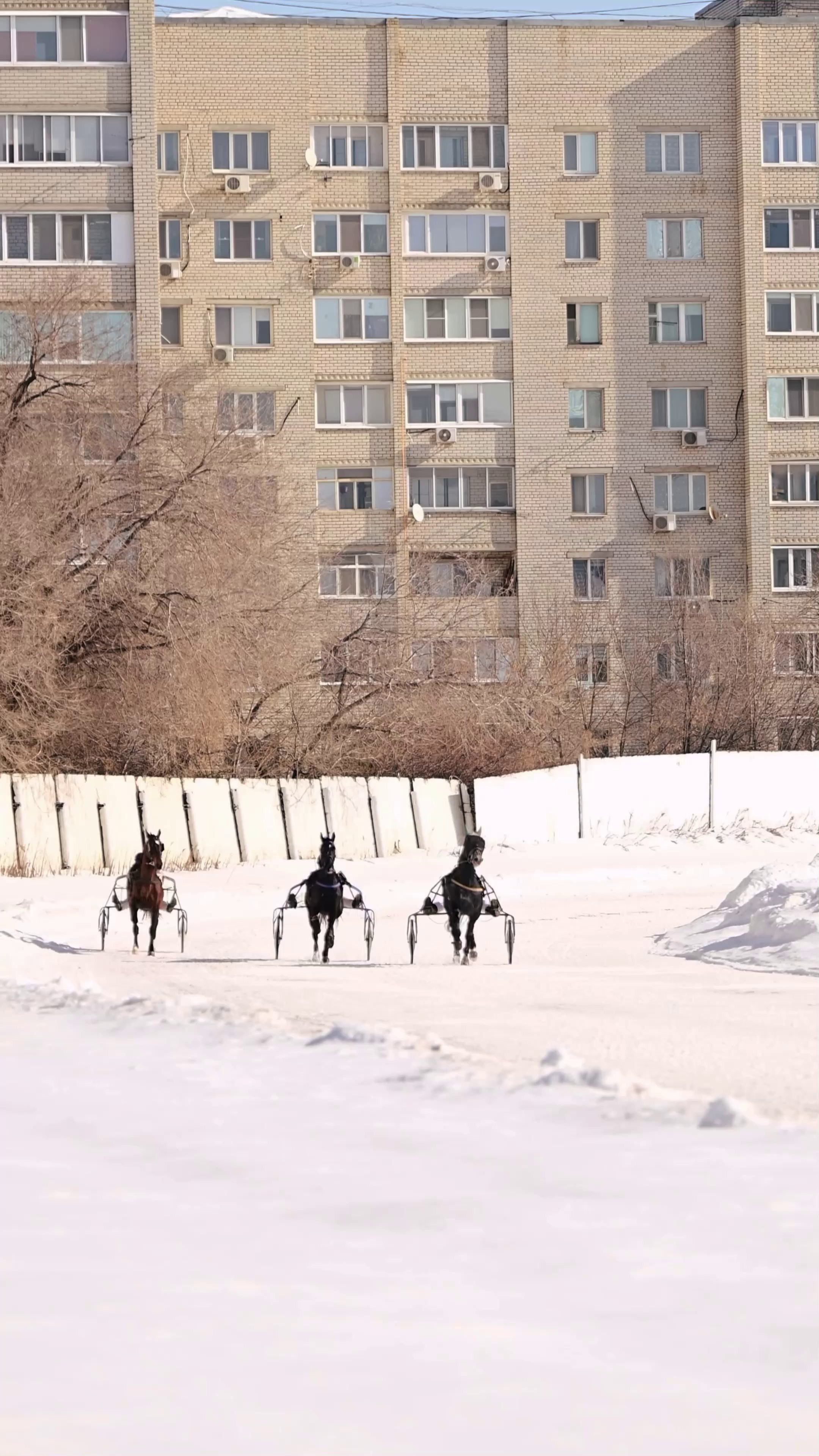 Видео Конкур|Рысистые бега. Мила Астахова