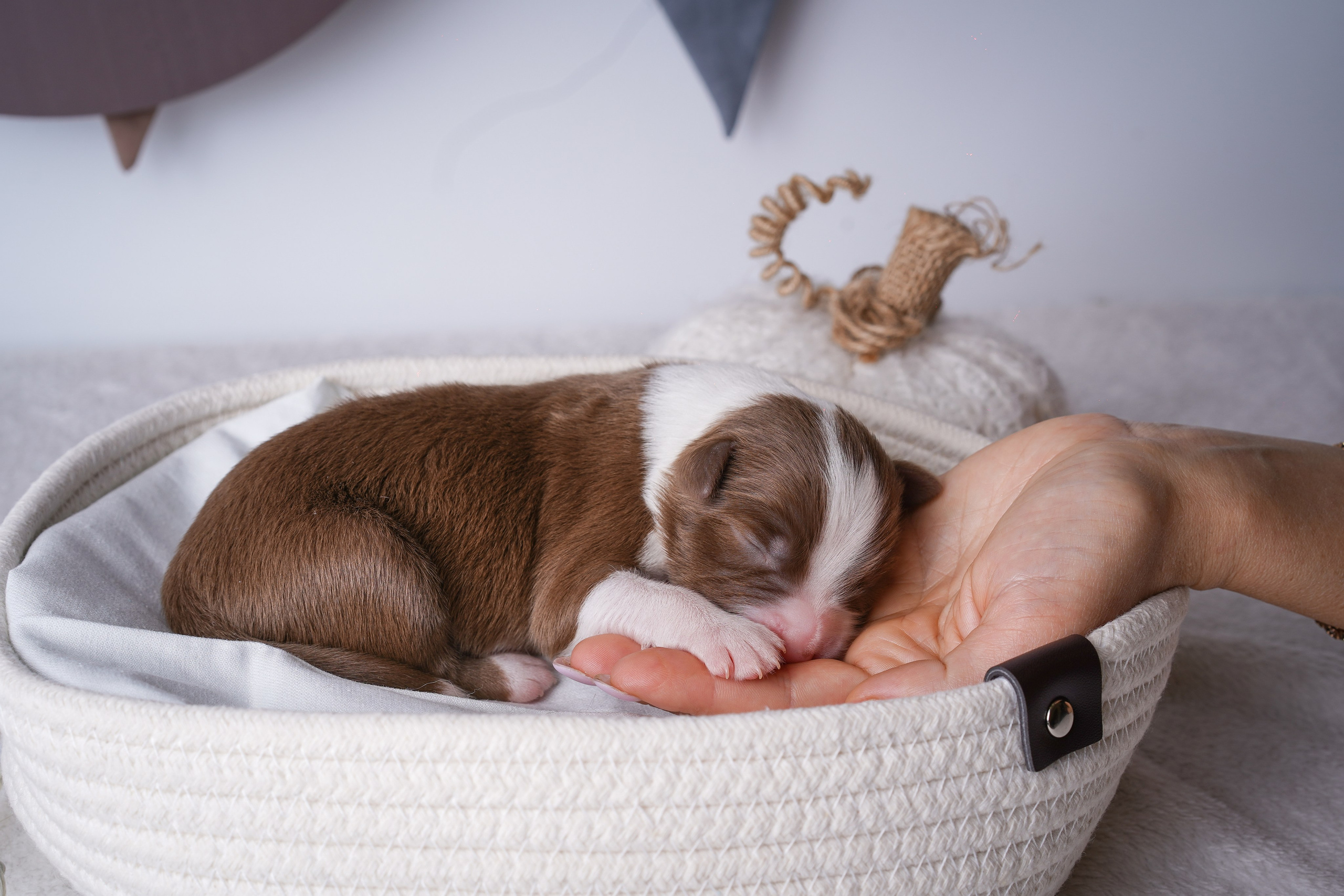 Щенули аусси. Фотограф-анималист в Санкт-Петербурге Яна Мартынова