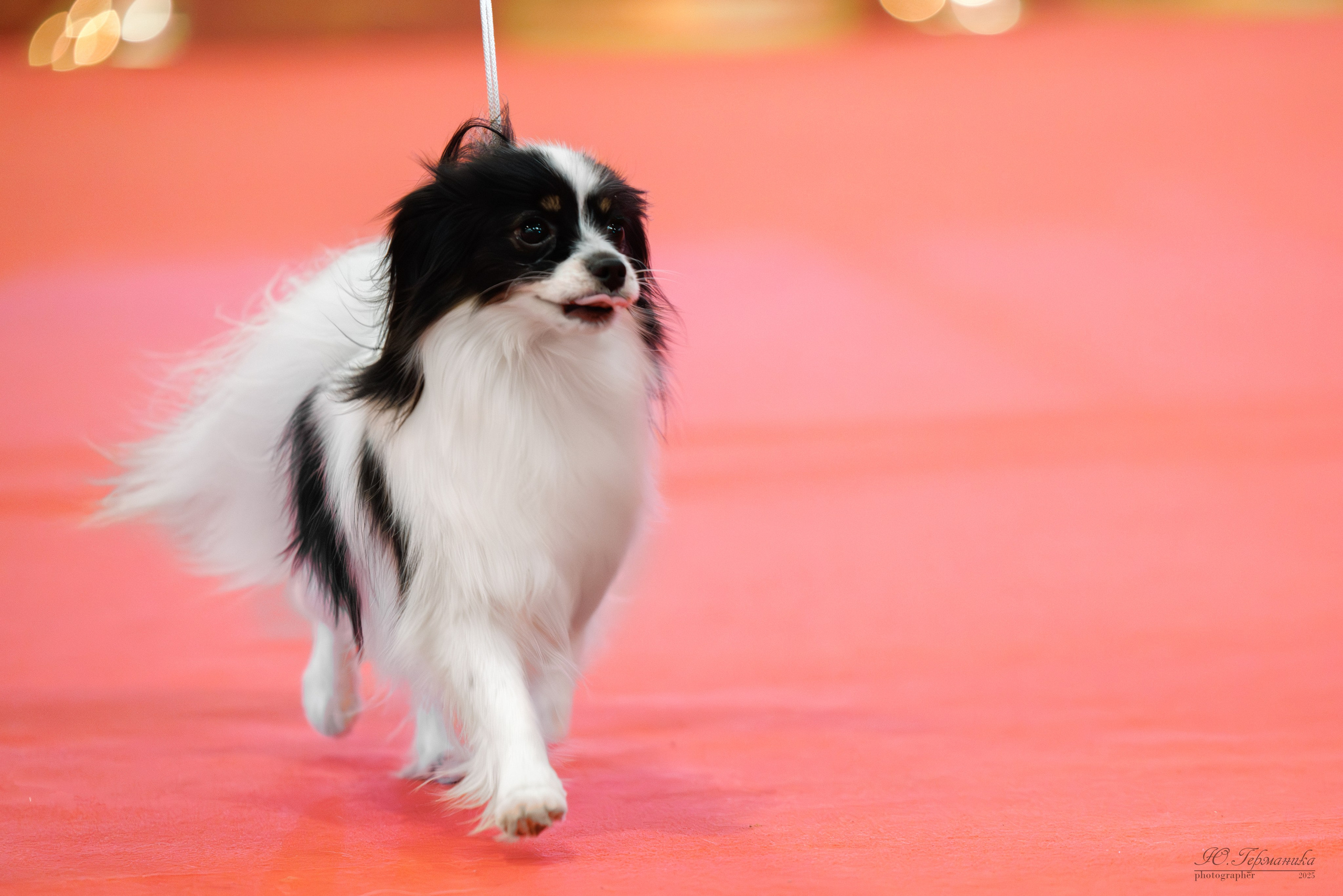 Лучшие собаки России 2025. Фотограф-анималист Юлия Германика