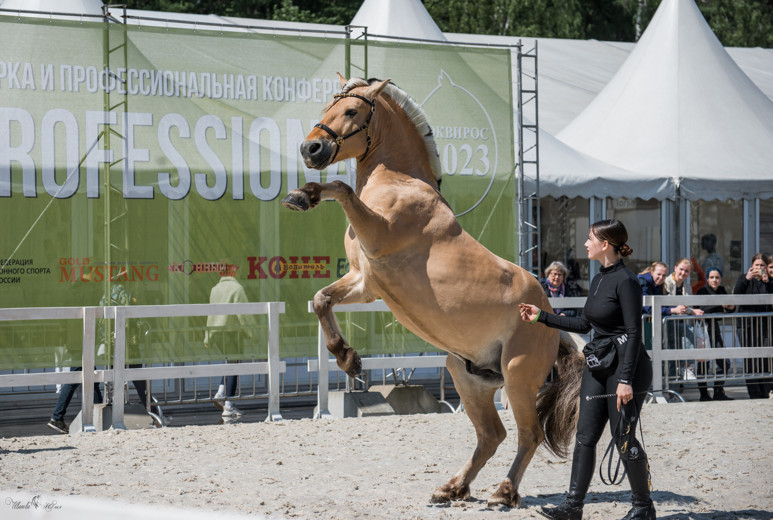 Эквирос, Москва. Конный фотограф в Саратове Юлия Иванова