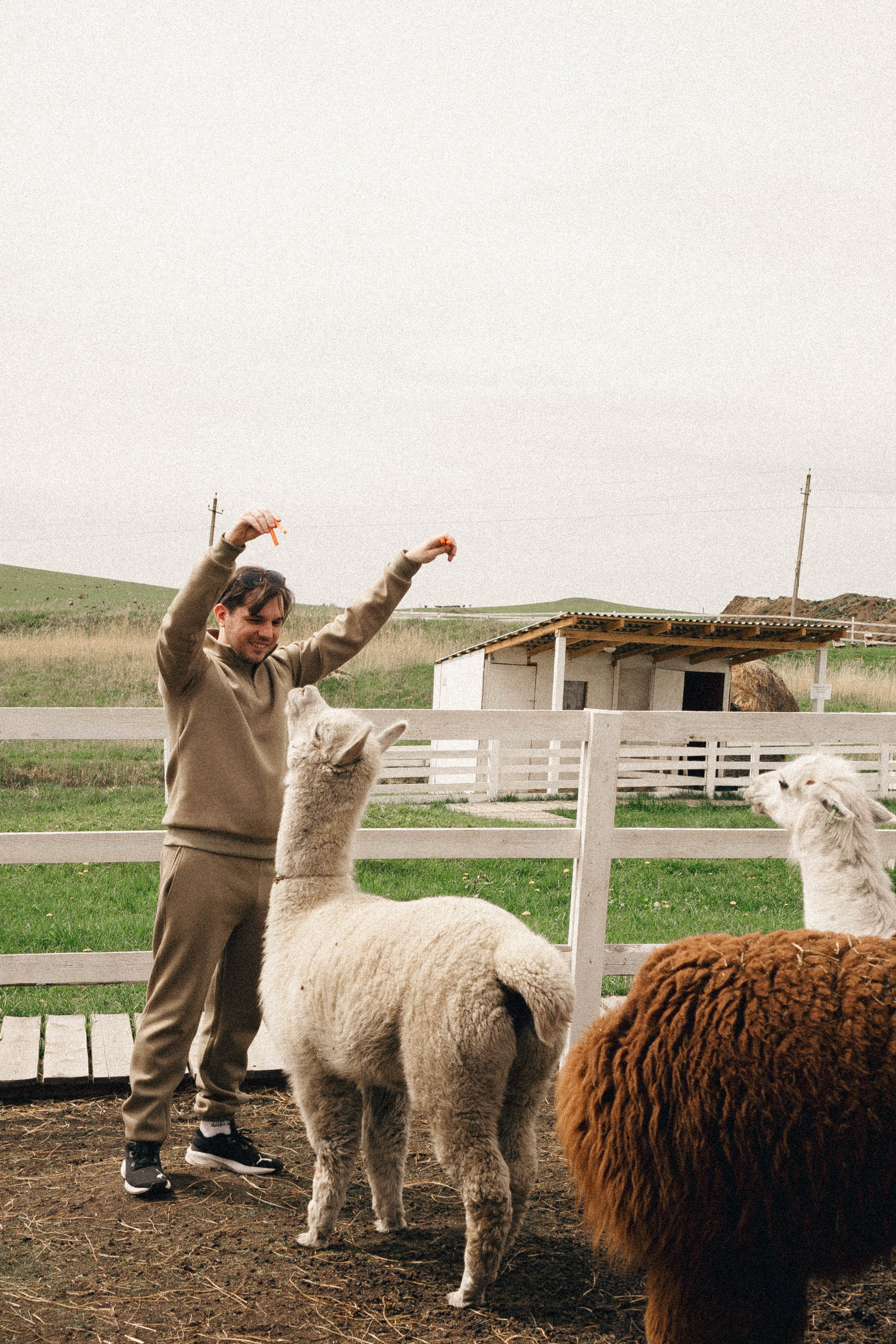 Ферма Альпак. Профессиональный фотограф, Санкт-Петербург — Виктория Богомолова