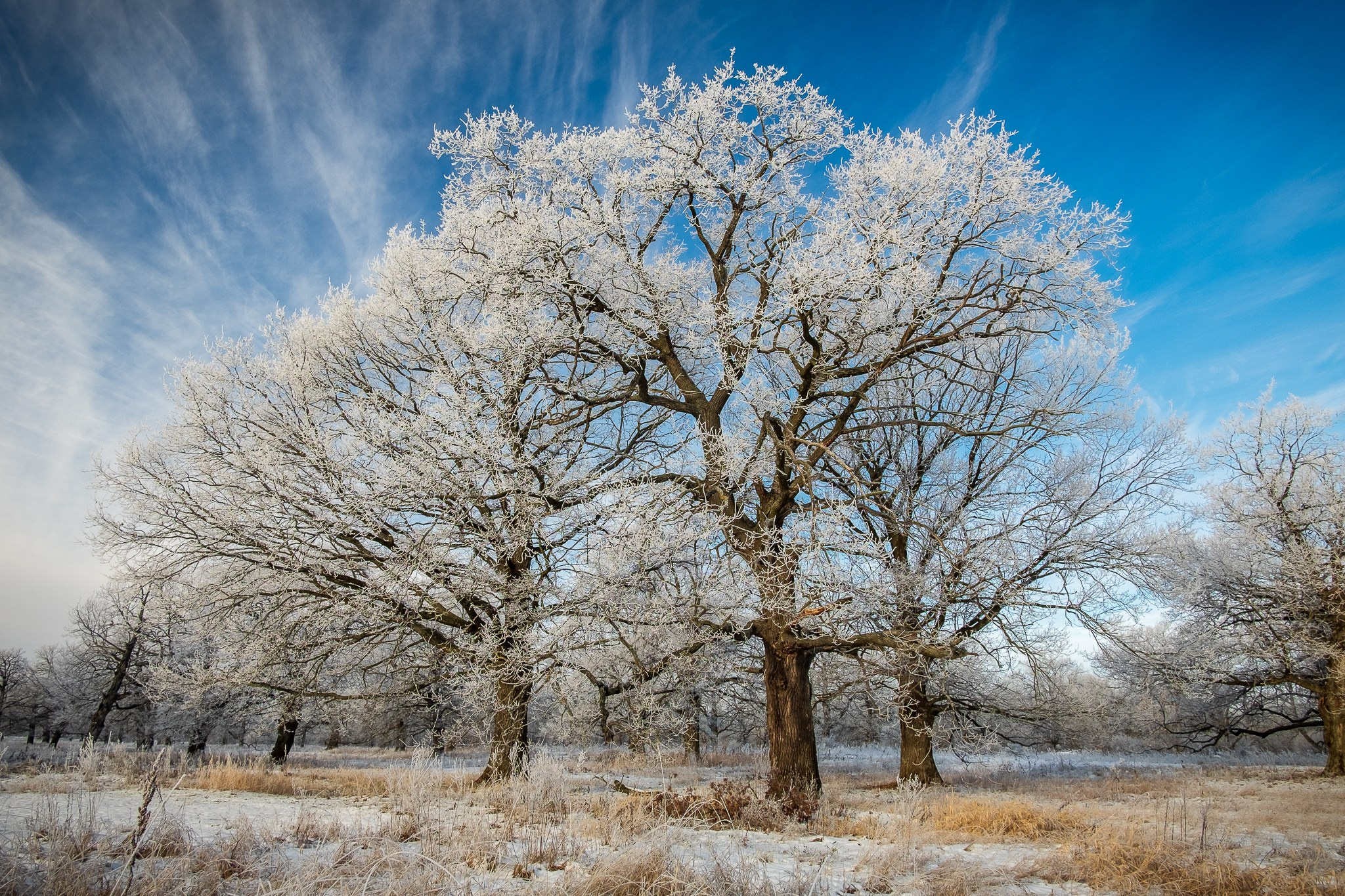 Красота зимней природы. Дубовая роща. Работы профессионального фотографа Бориса Флорина