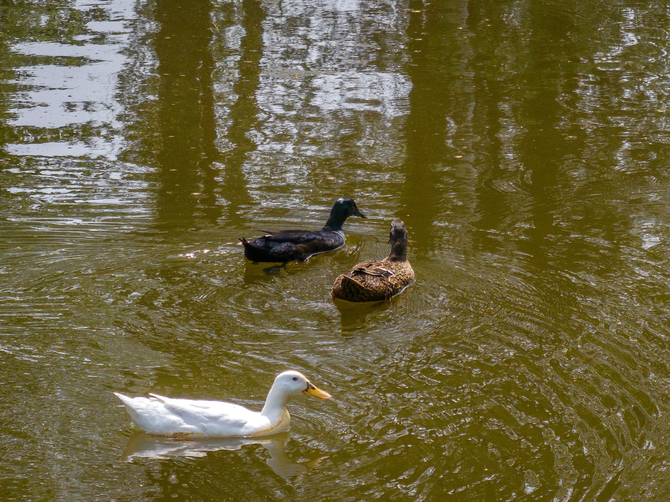 «ЯСЕНЕВО». DRONBERRY — Аэросъемка Ярославль