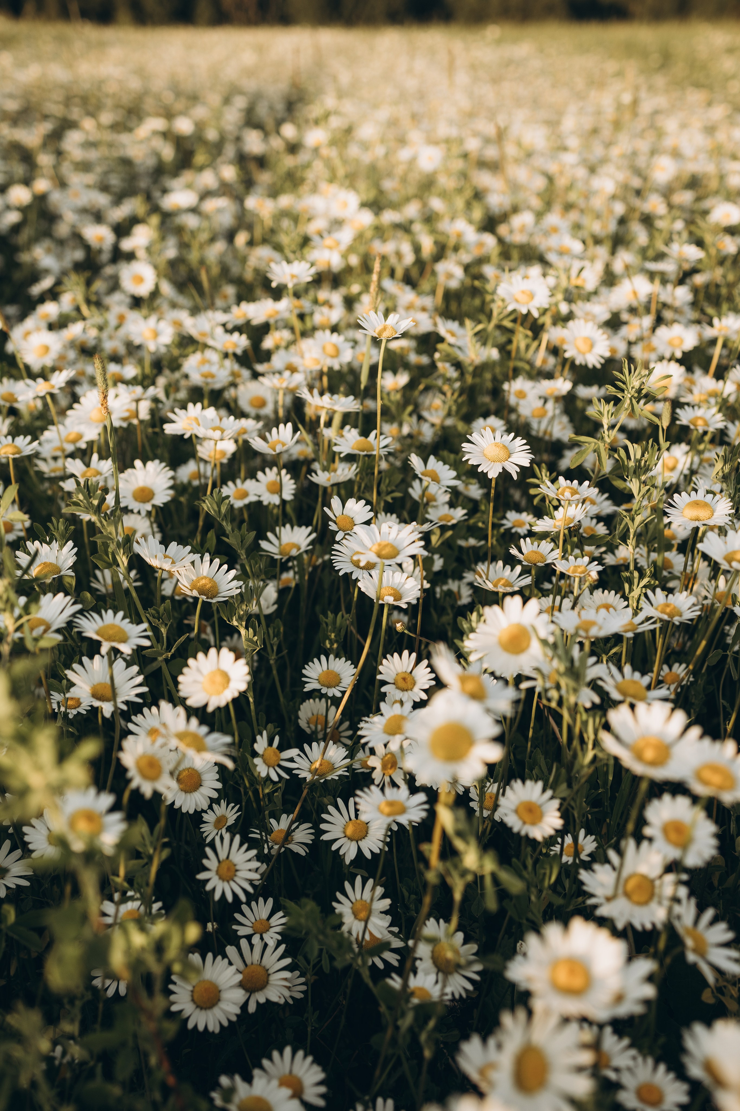 Маша и ромашки. Семейный фотограф в Москве Виктория Ястребинская