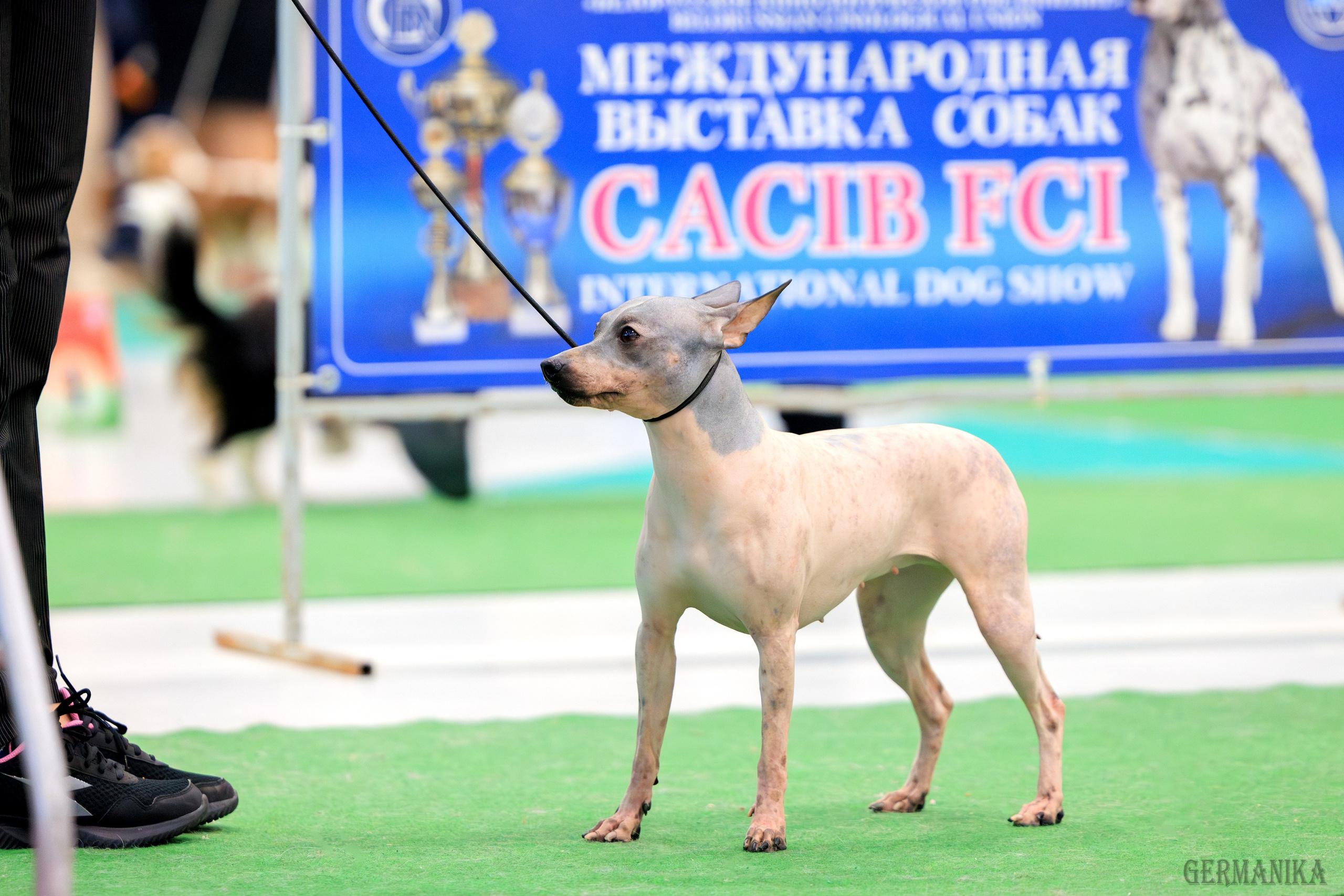 Минск 24-25.02.2024. Фотограф-анималист Юлия Германика