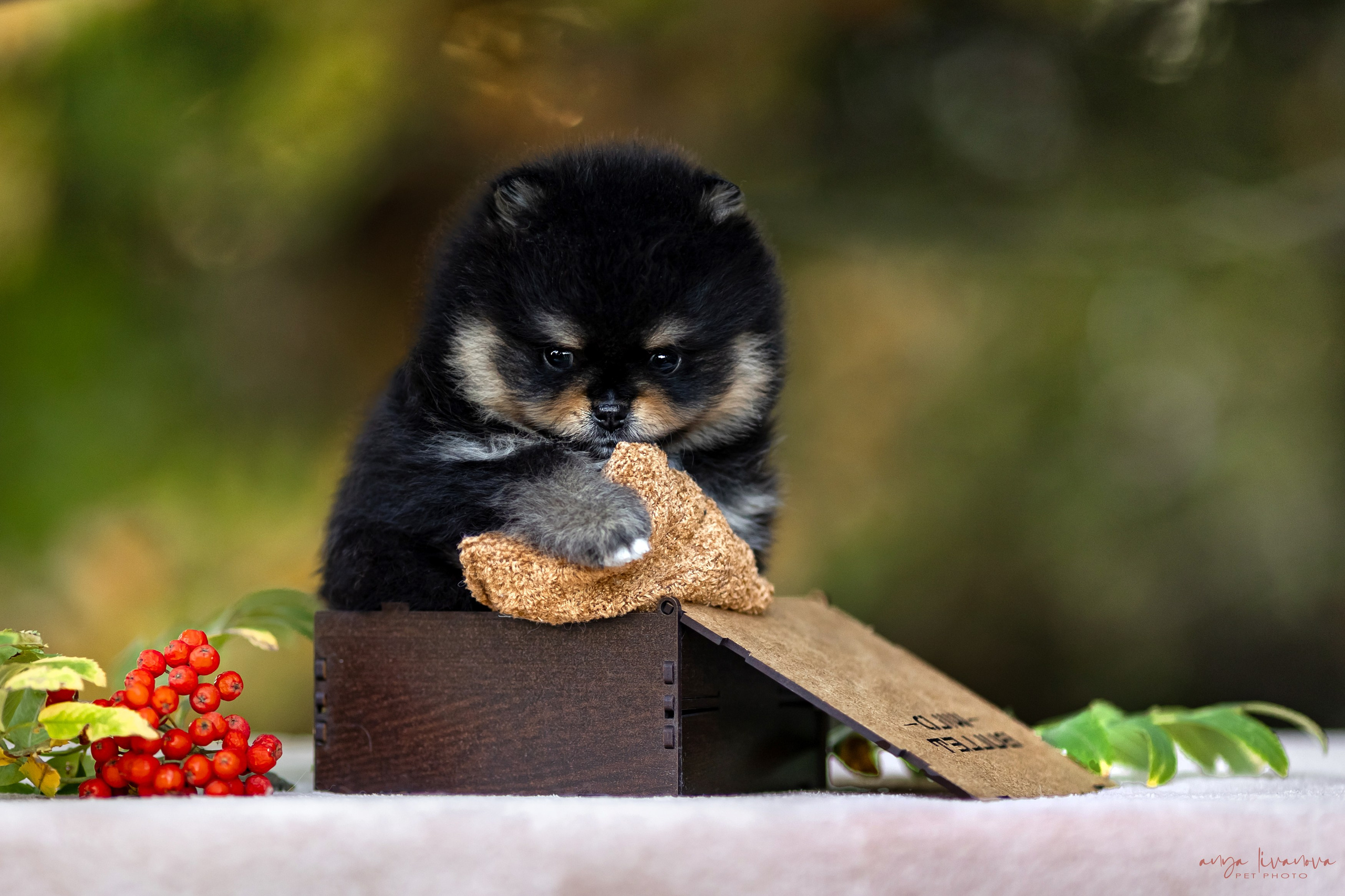 Шпицы. Фотограф анималист Аня Ливанова | Рыбинск