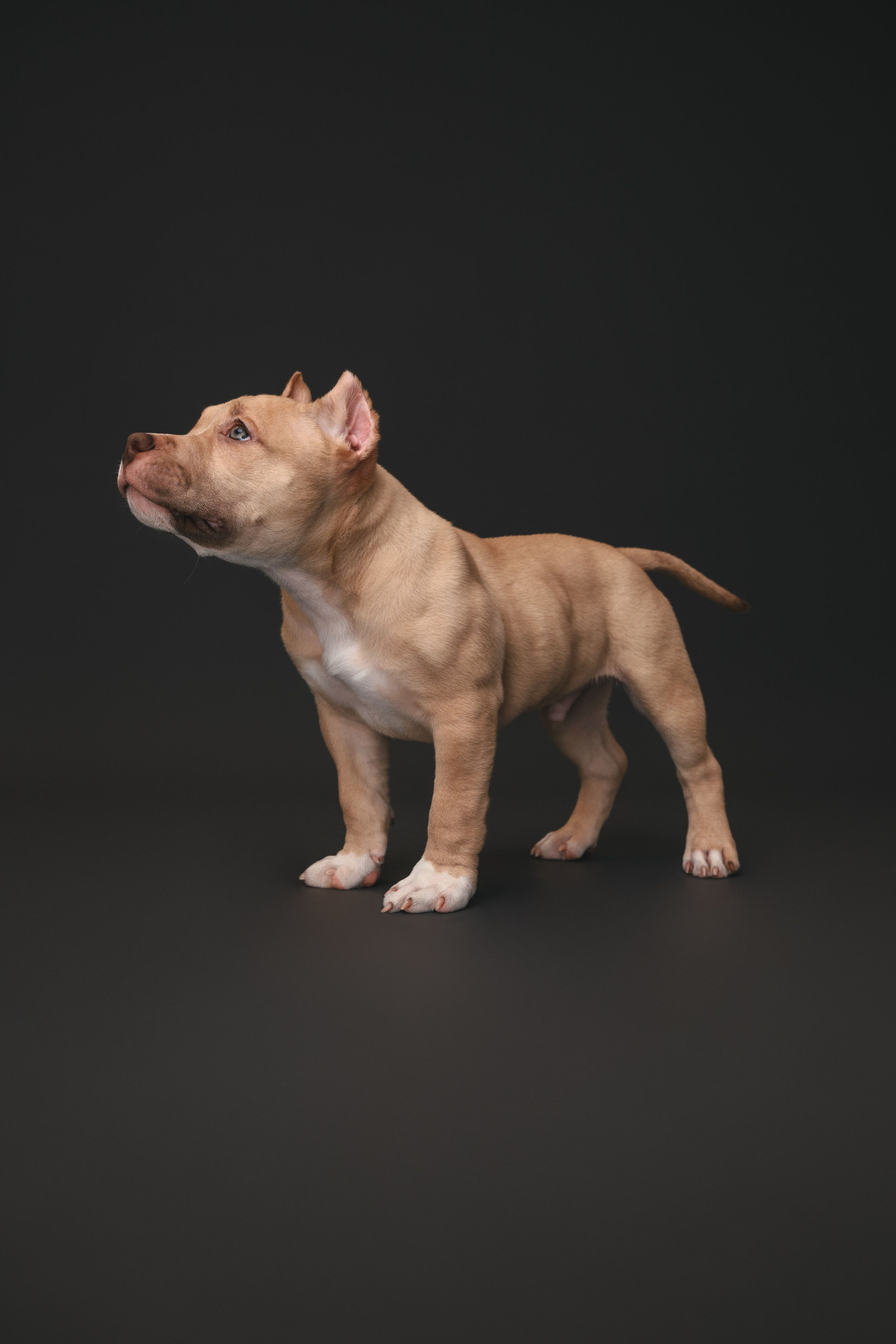 Булли. Фотограф Анималист в Москве Анастасия Жучкова