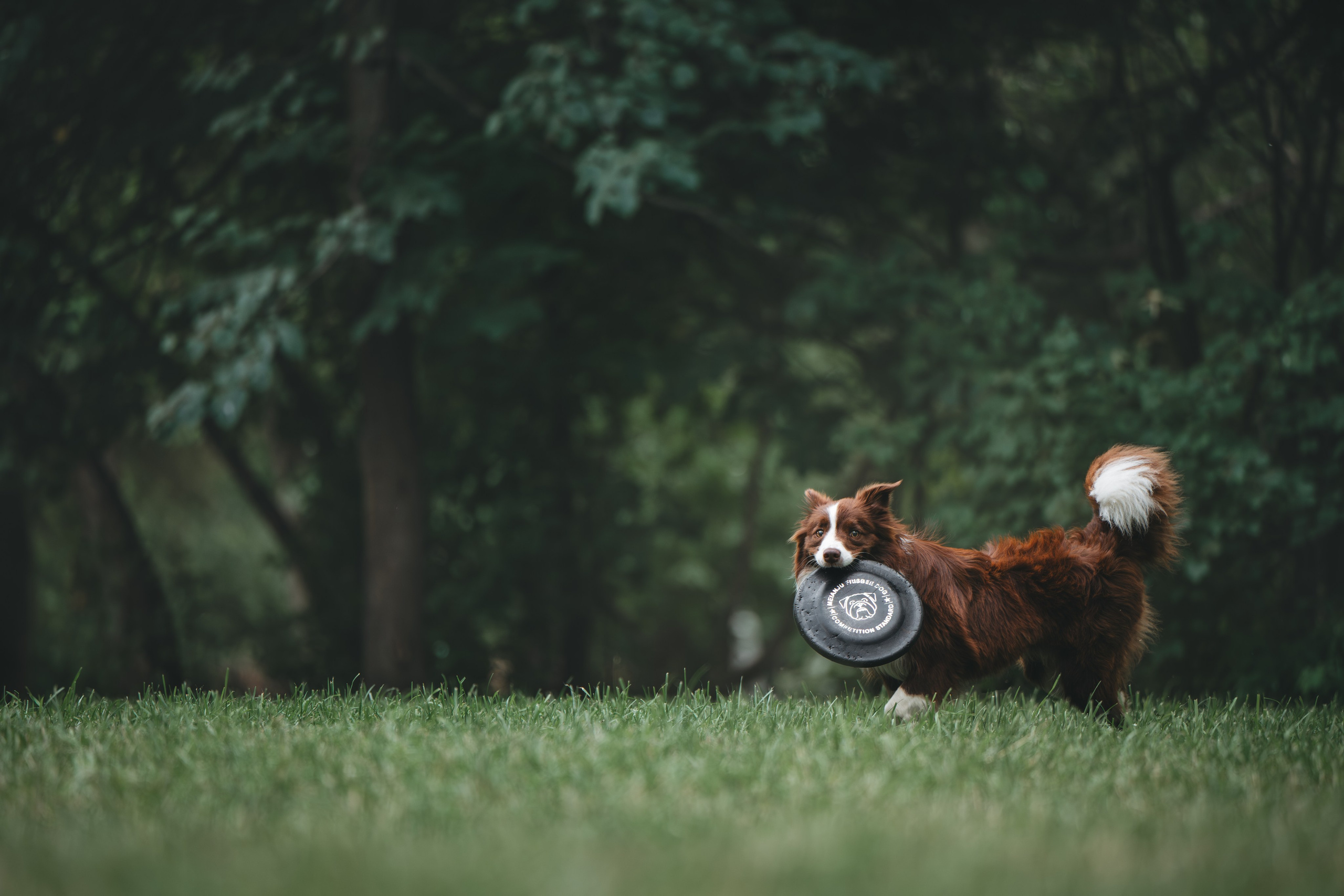 Бордер Колли. Фотограф Анималист в Москве Анастасия Жучкова