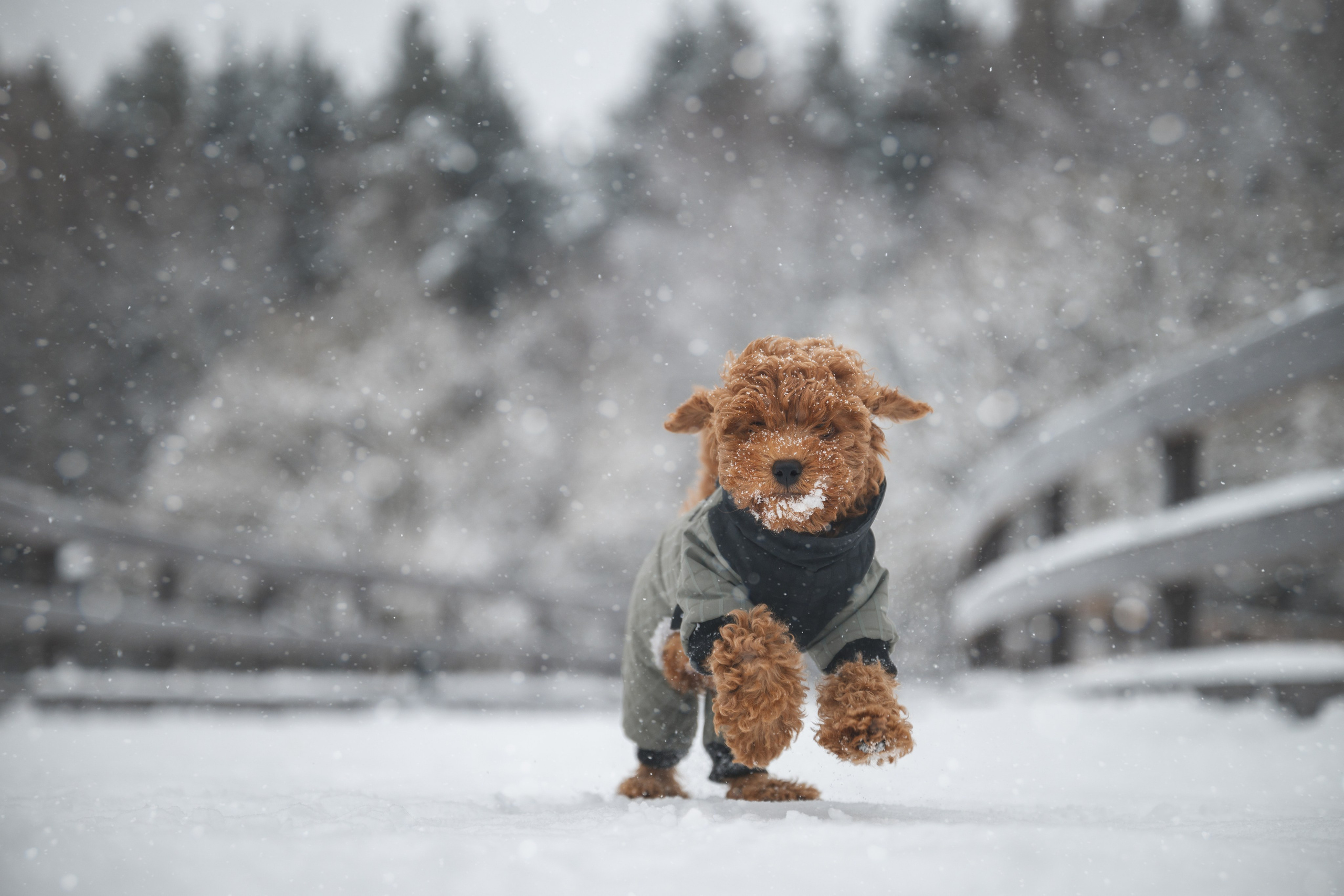 Щенок пуделя. Фотограф Анималист в Москве Анастасия Жучкова