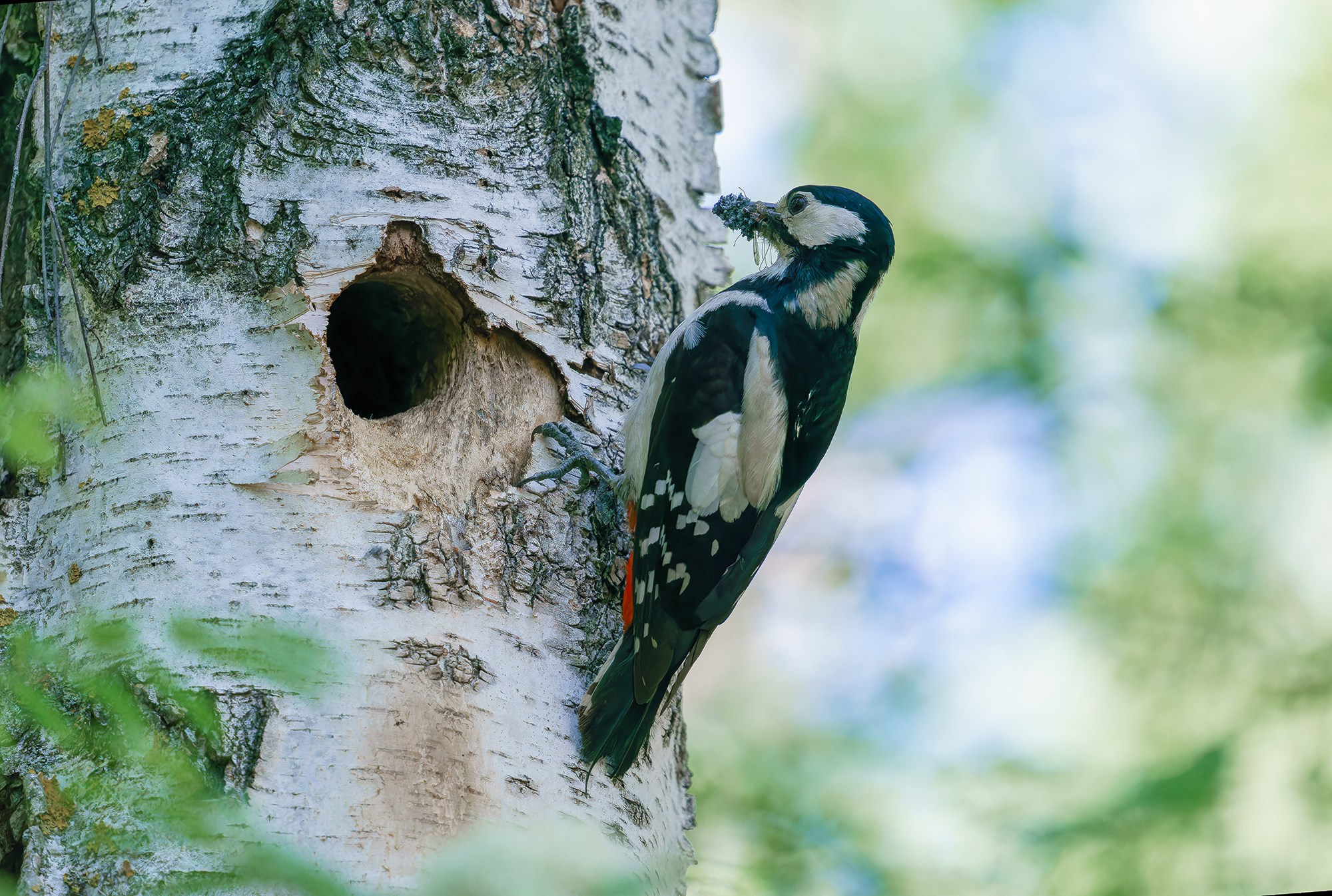 Удивительные мир птиц. Вокруг нас столько прекрасного — присмотритесь!. Ваш личный фотограф Марина Волкова