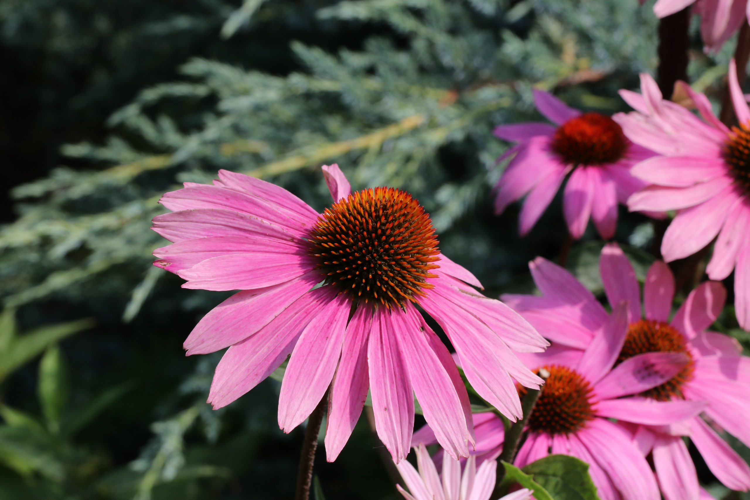 Эхинацея из Кисловодска. Фото-художник и Репортажный фотограф Николаев Александр Алексеевич