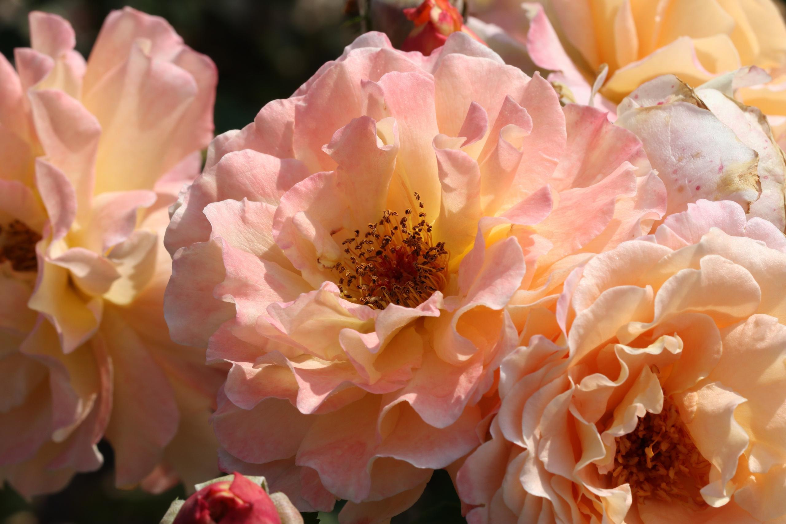 Долина роз в Кисловодске. Фото-художник и Репортажный фотограф Николаев Александр Алексеевич