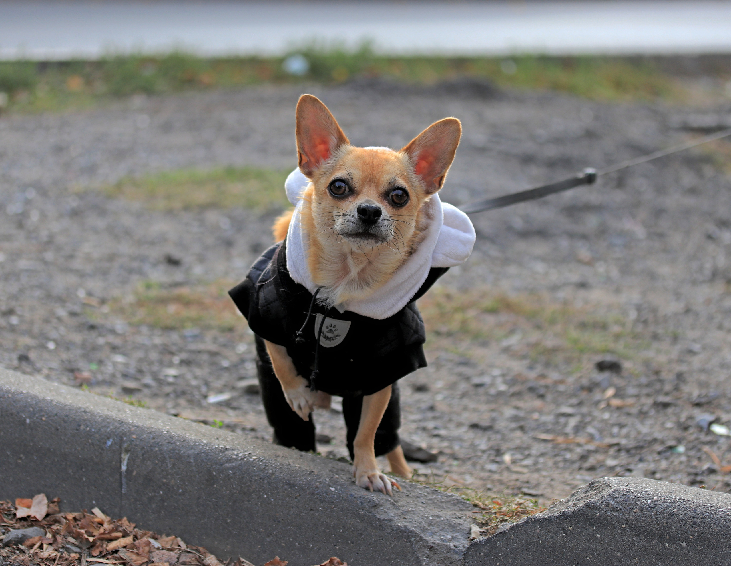 Домашние животные-Собаки. Фото-художник и Репортажный фотограф Николаев Александр Алексеевич
