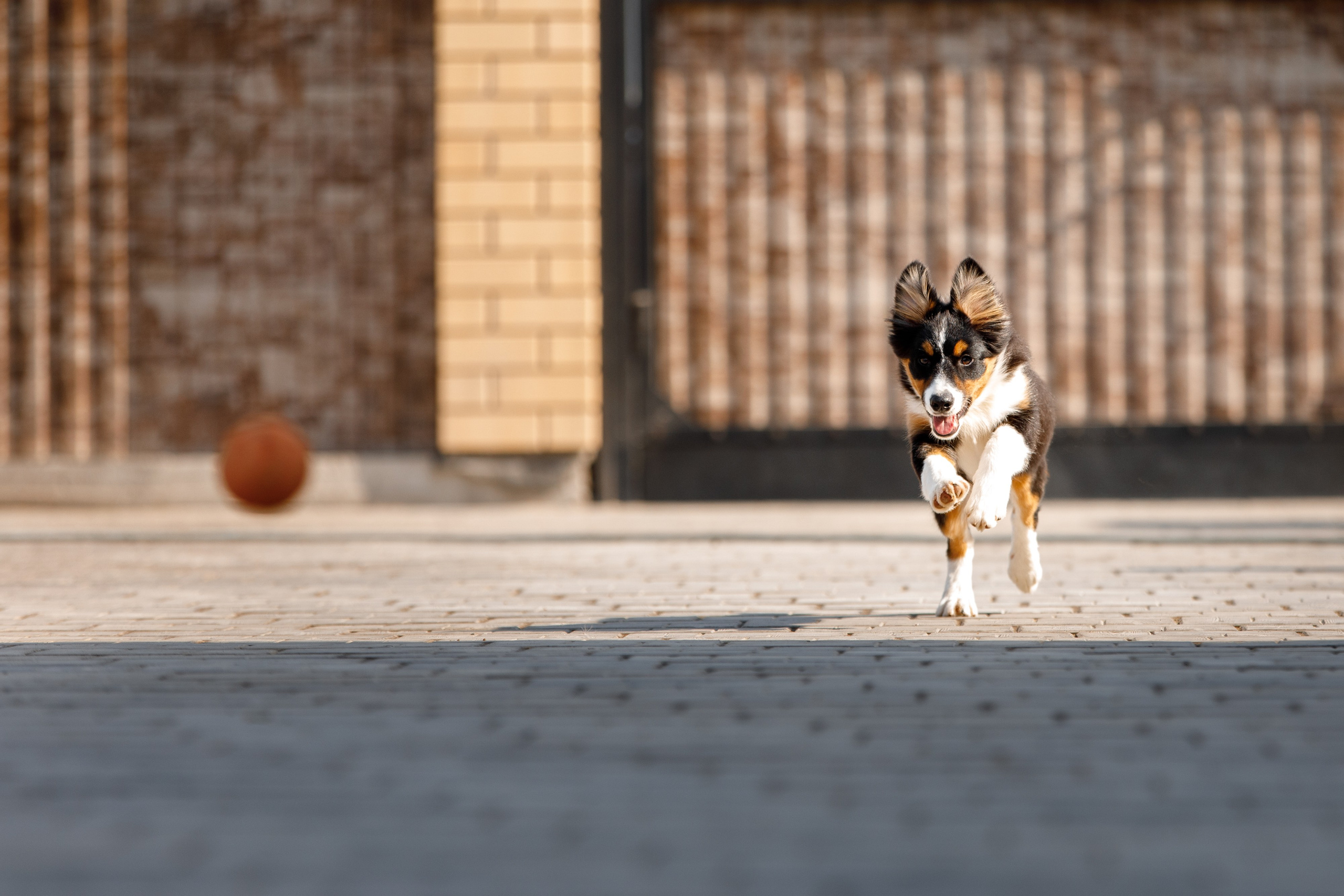 Смешарики. О нас