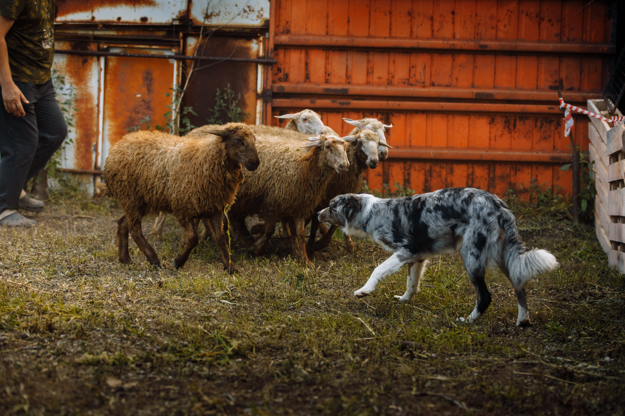 Овечий день. О нас