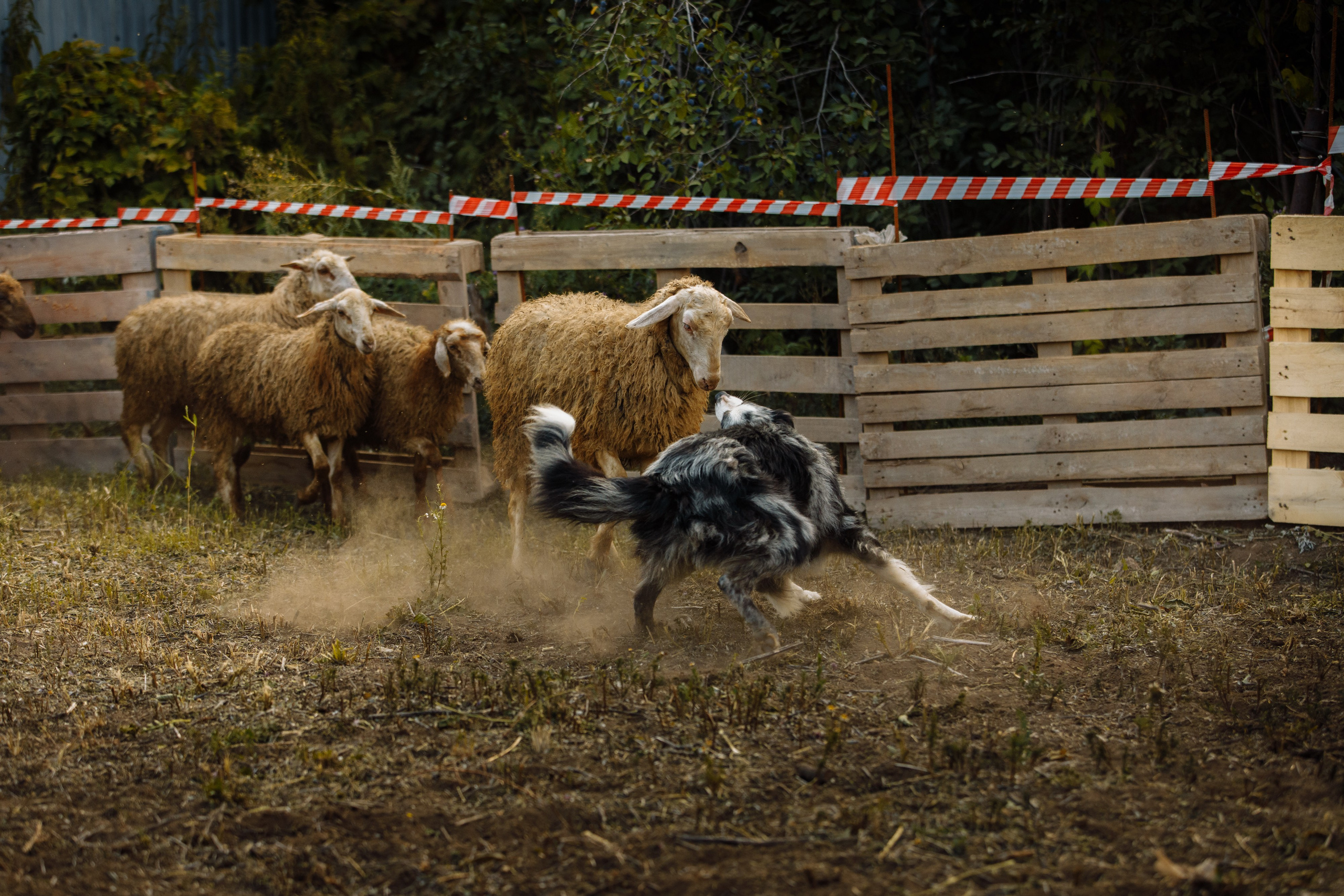 Овечий день. О нас