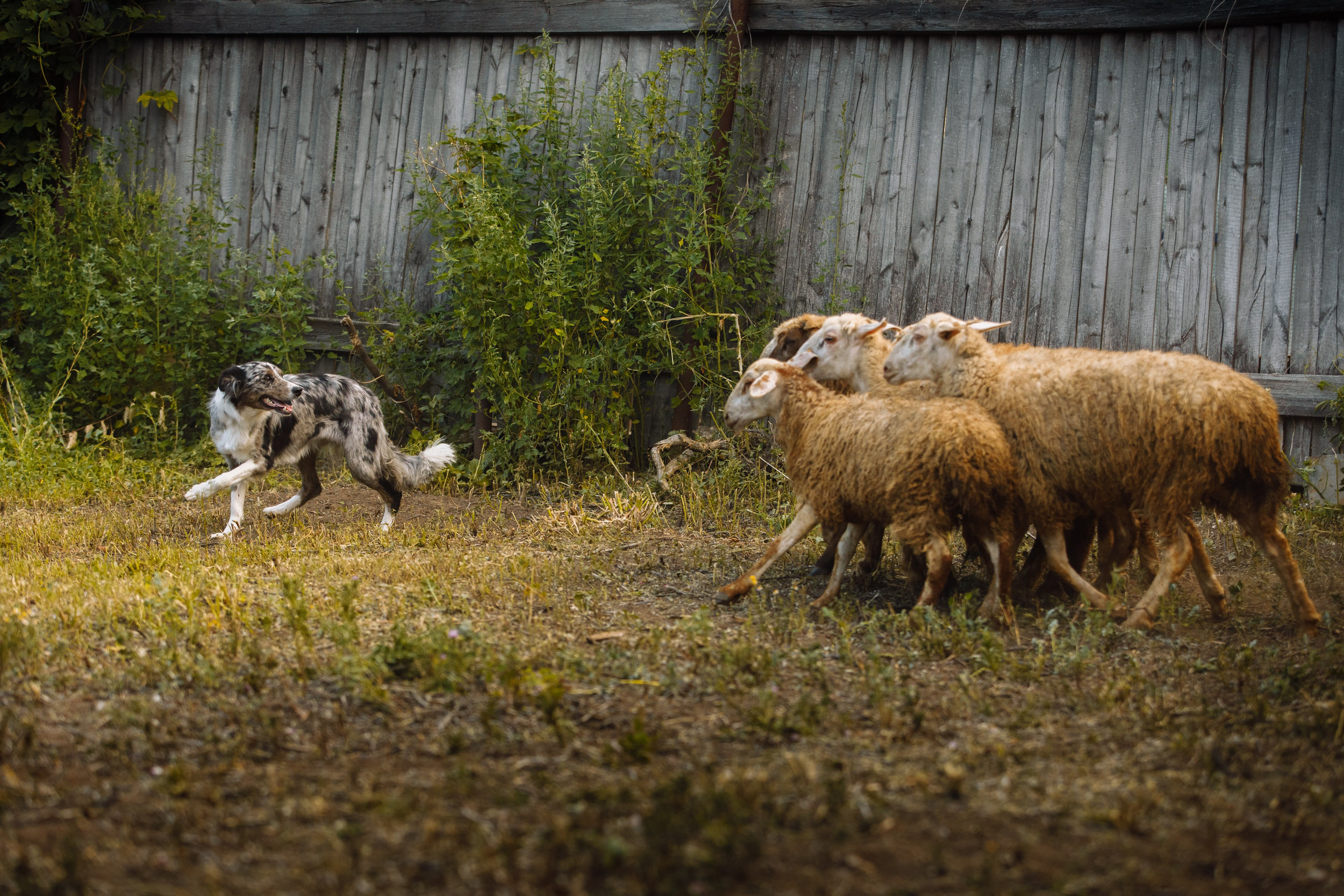 Овечий день. О нас