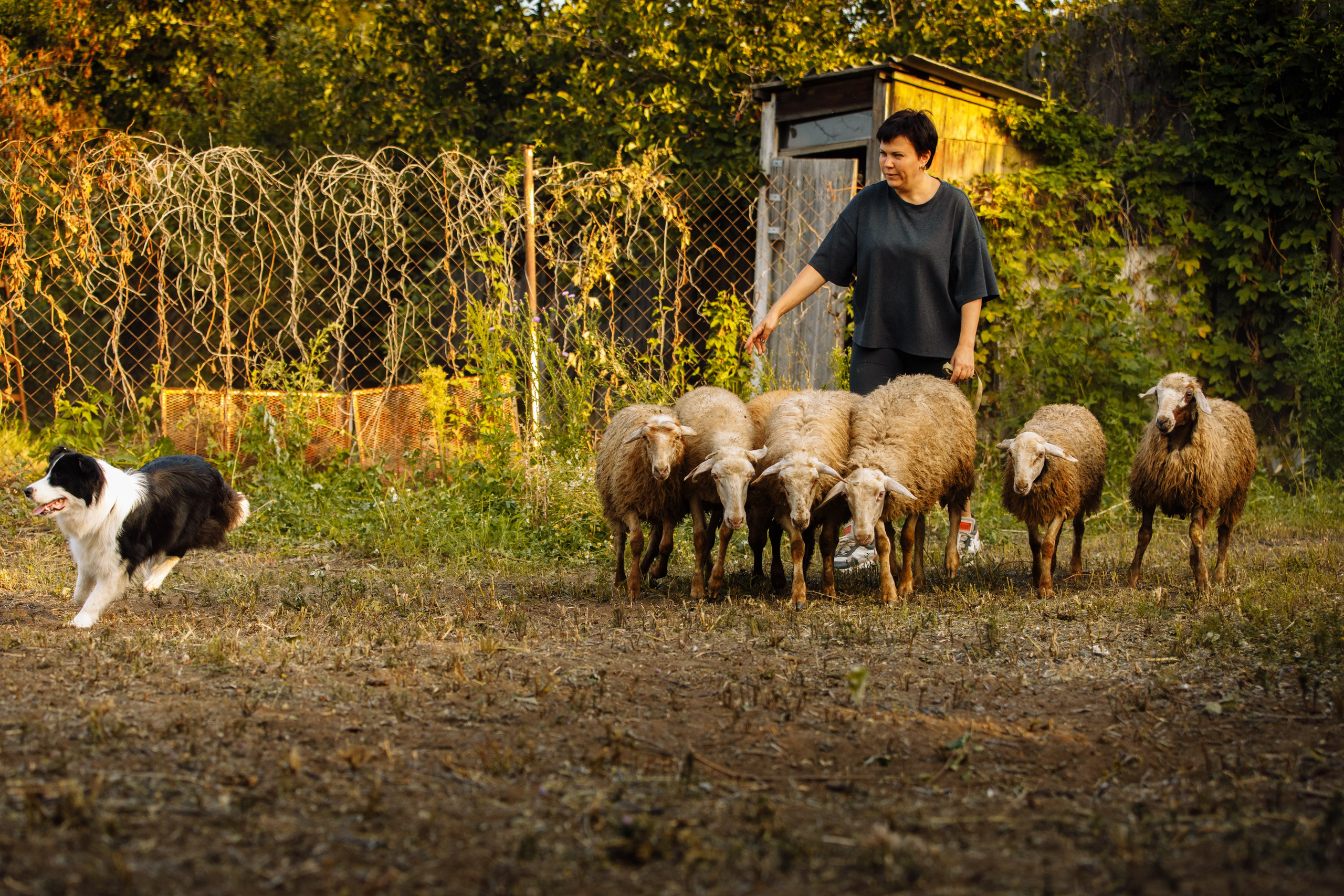 Овечий день. О нас