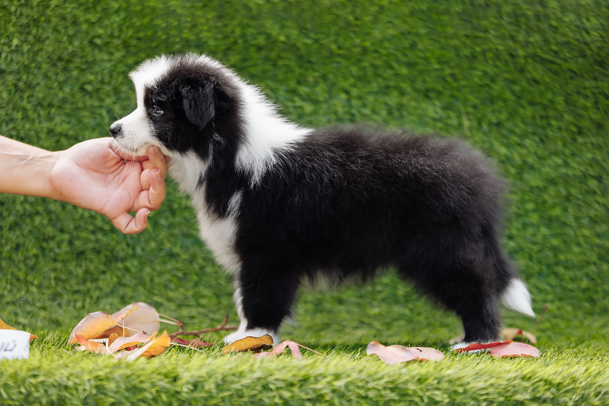 Новый лист. О нас