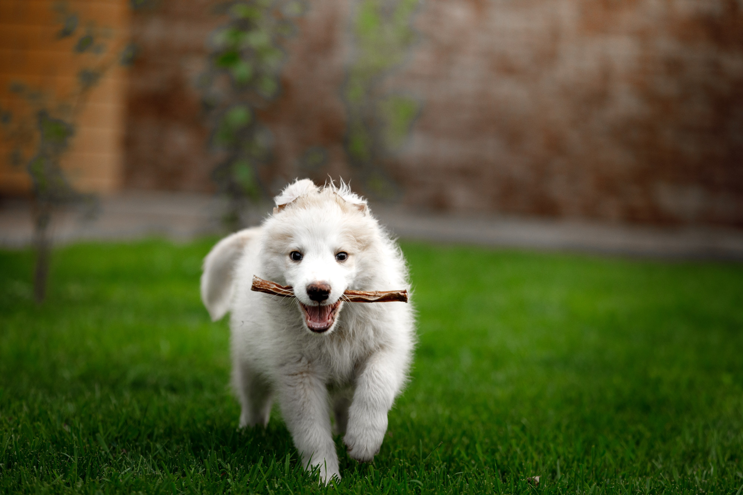 Болтовня в саду. О нас