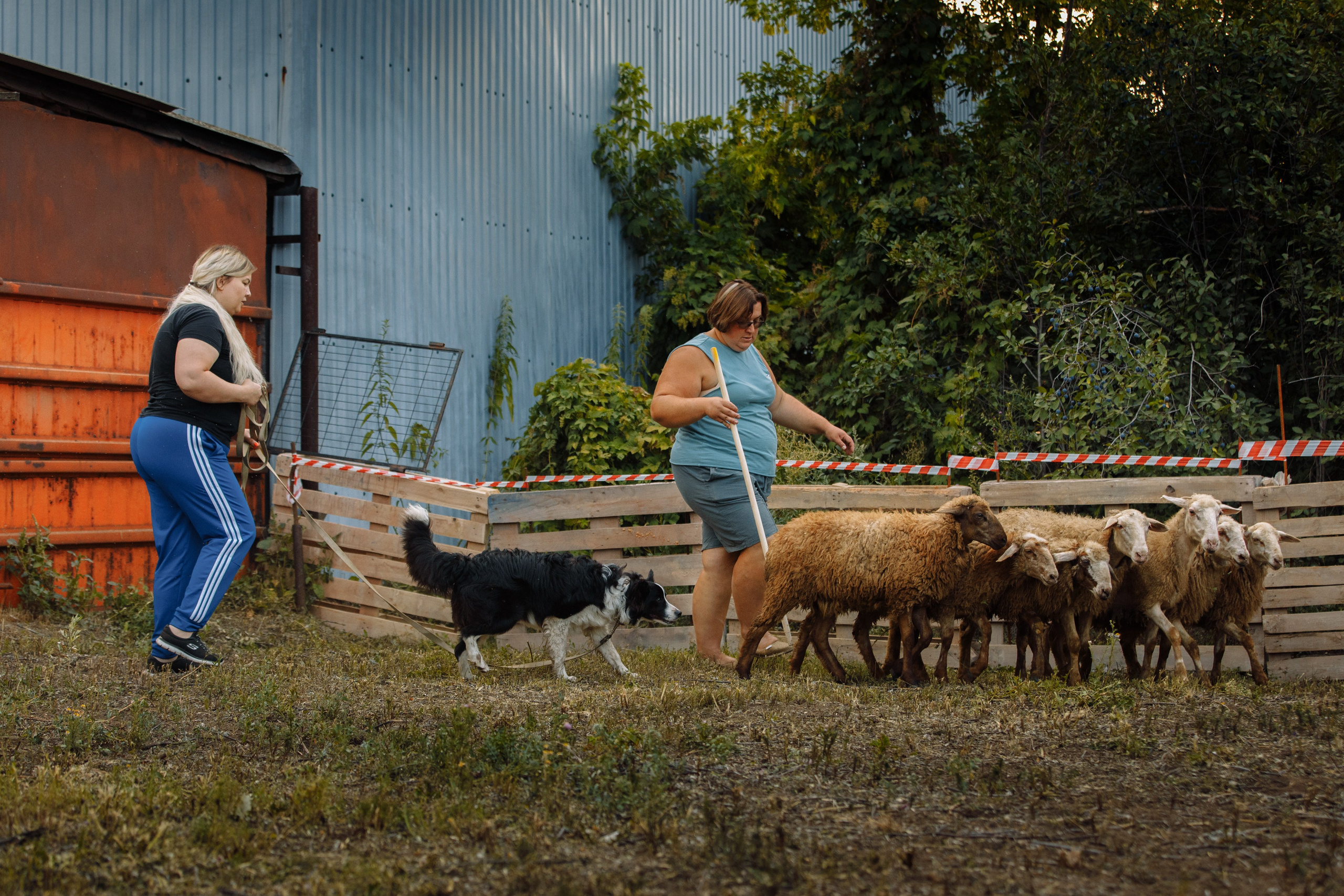 Овечий день. О нас