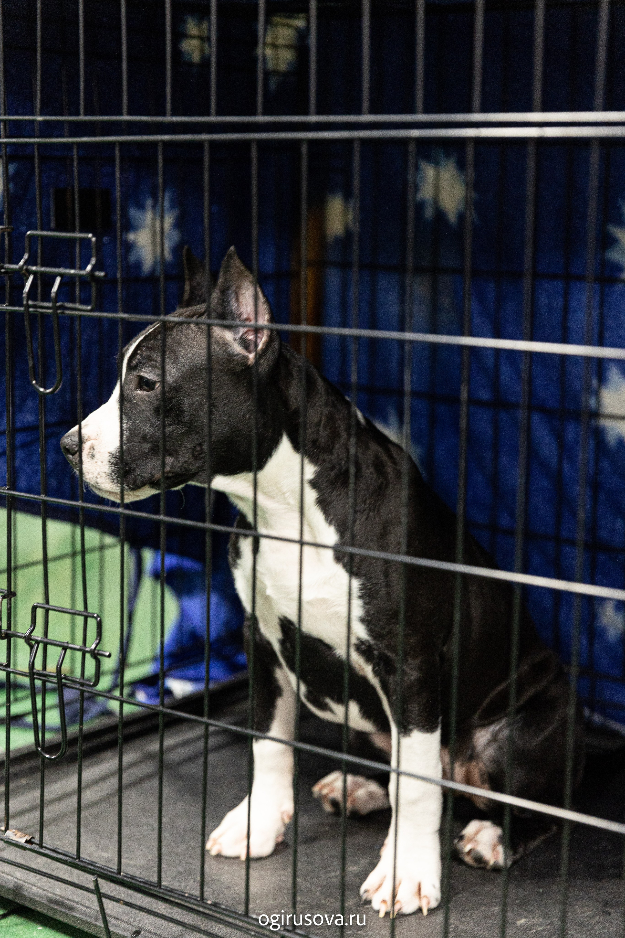 РОО КЛЖ «Олимп"+"Империя"+"Виктория».Выставка собак. Фотограф Ольга Гирусова «Пантерочка» Москва