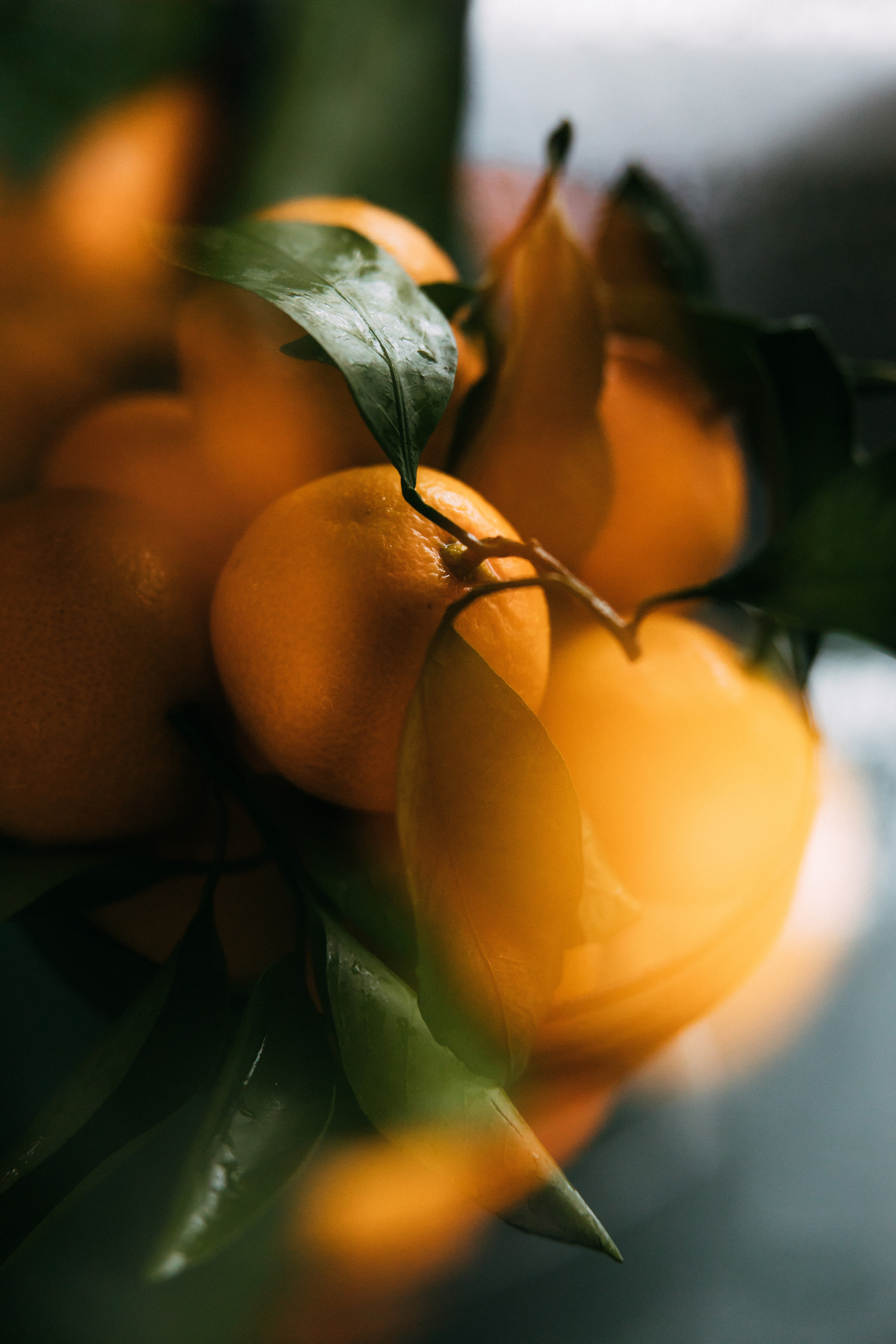 Алла, Саша, Миша, Юля. Свадебный и семейный фотограф Анна Печенкина